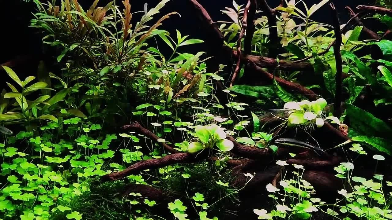 Формы жизни | ADA Галерея Москва. Аквариумист Максим Ерёмин. Aqua Maxim