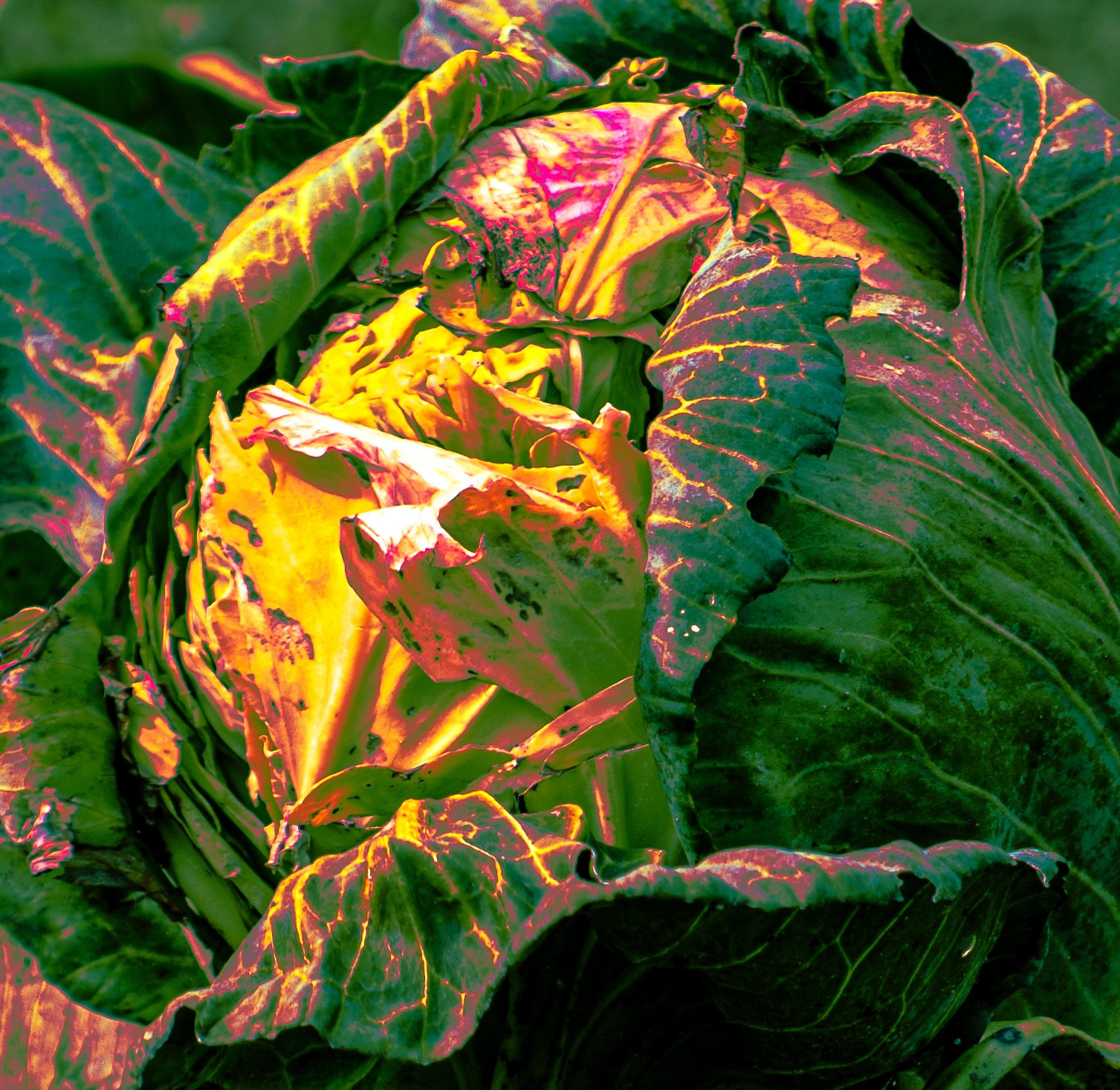 Фото проекты. Колентеева Наталья/фотограф