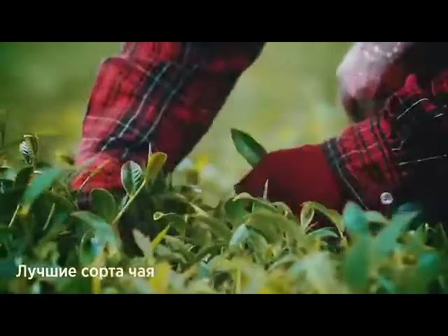 Чай для борьбы с усталостью TeaVitall Bravo 4 от Гринвей - купить