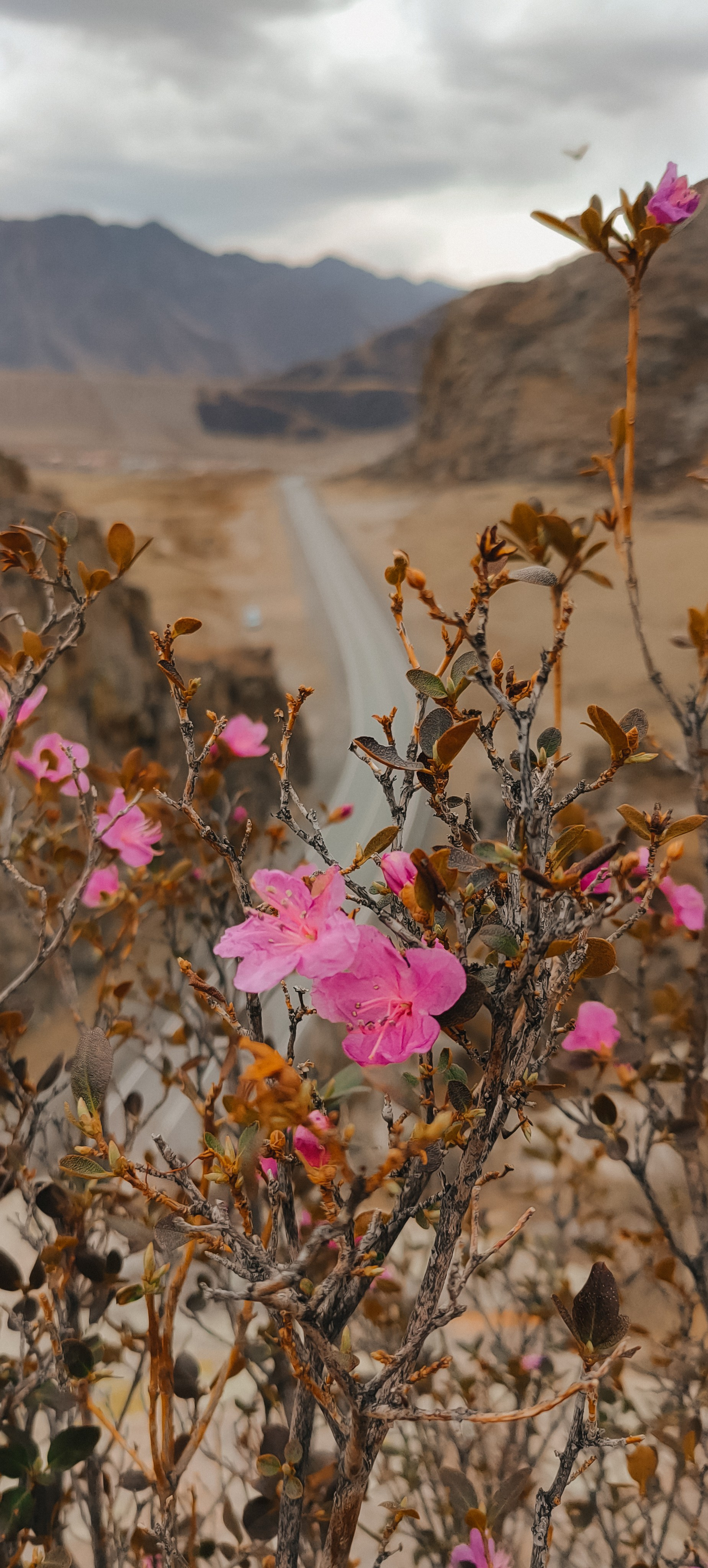 Цветение маральника на Алтае 2026. Фотограф. Алтай