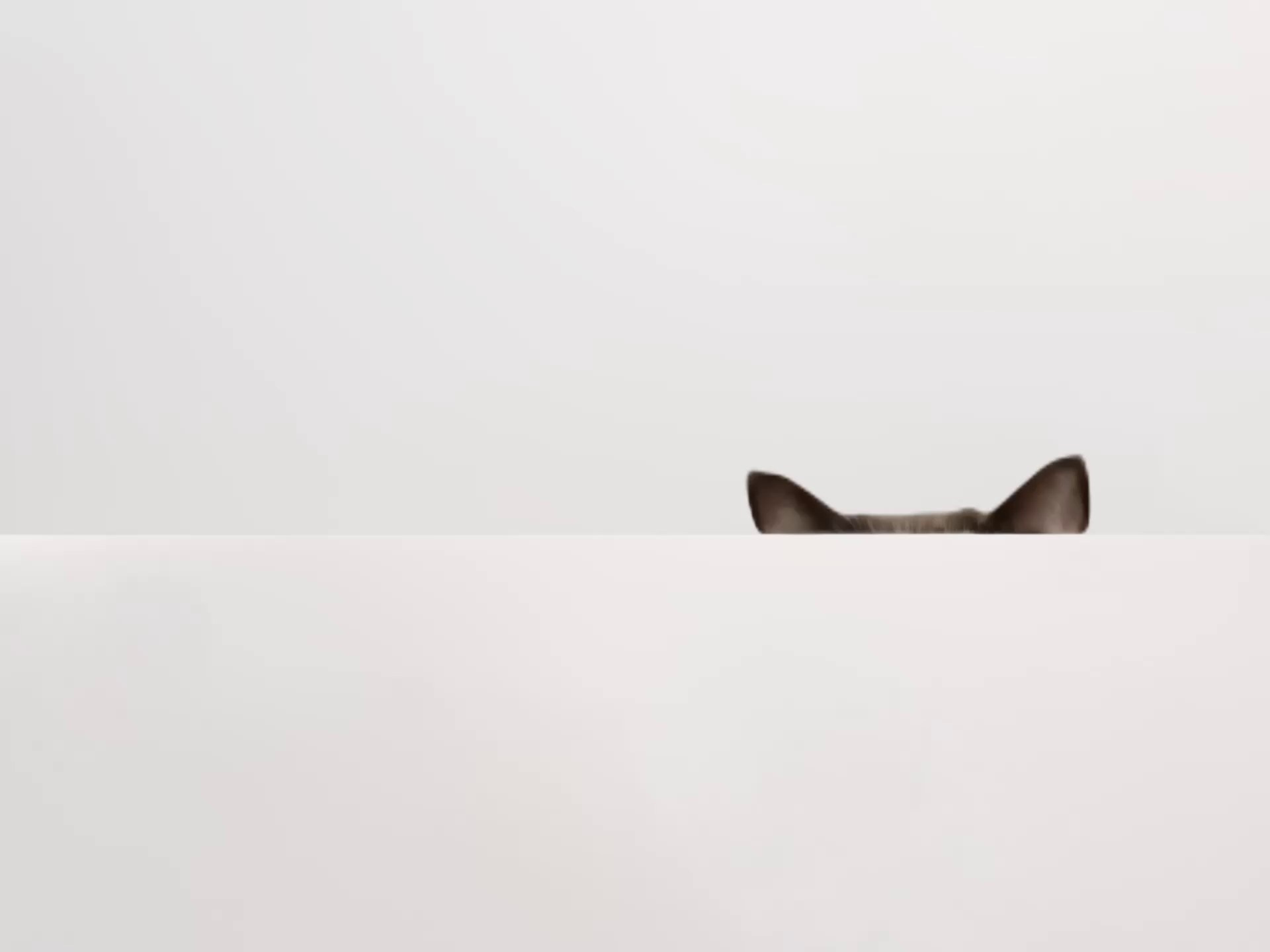 Нейро креатор Сара Кинбер: нейрофото, генерация видео, генерация изображений для бизнеса