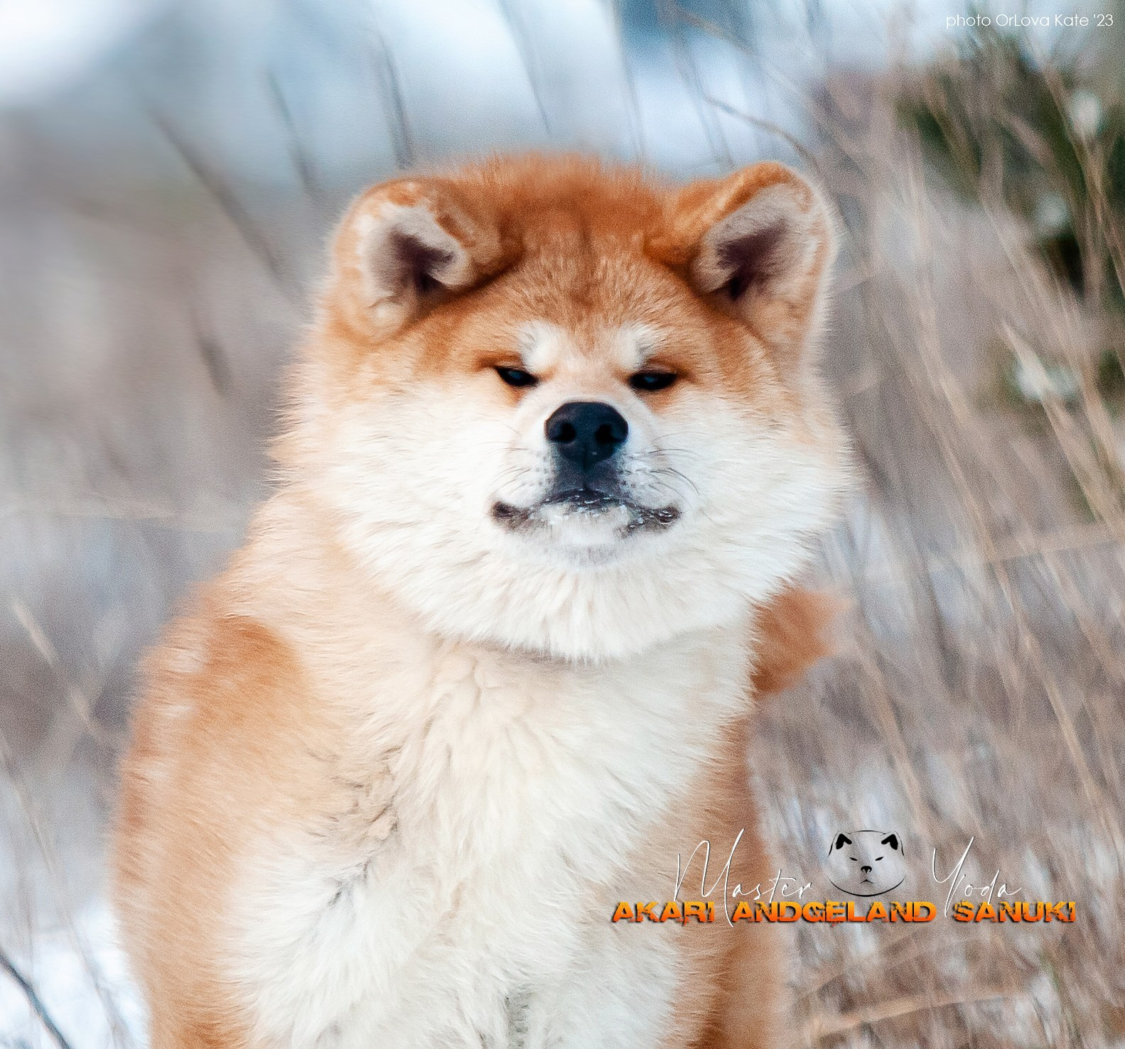 Собаки питомника Bueno Pardo. Питомник собак Акита, Хаски, Корги