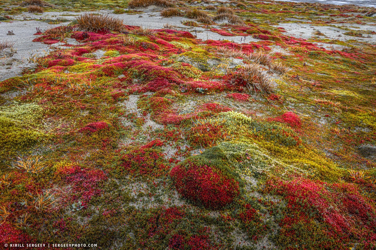 北極奧德賽. 攝影師 基里爾·謝爾蓋耶夫 |莫斯科
