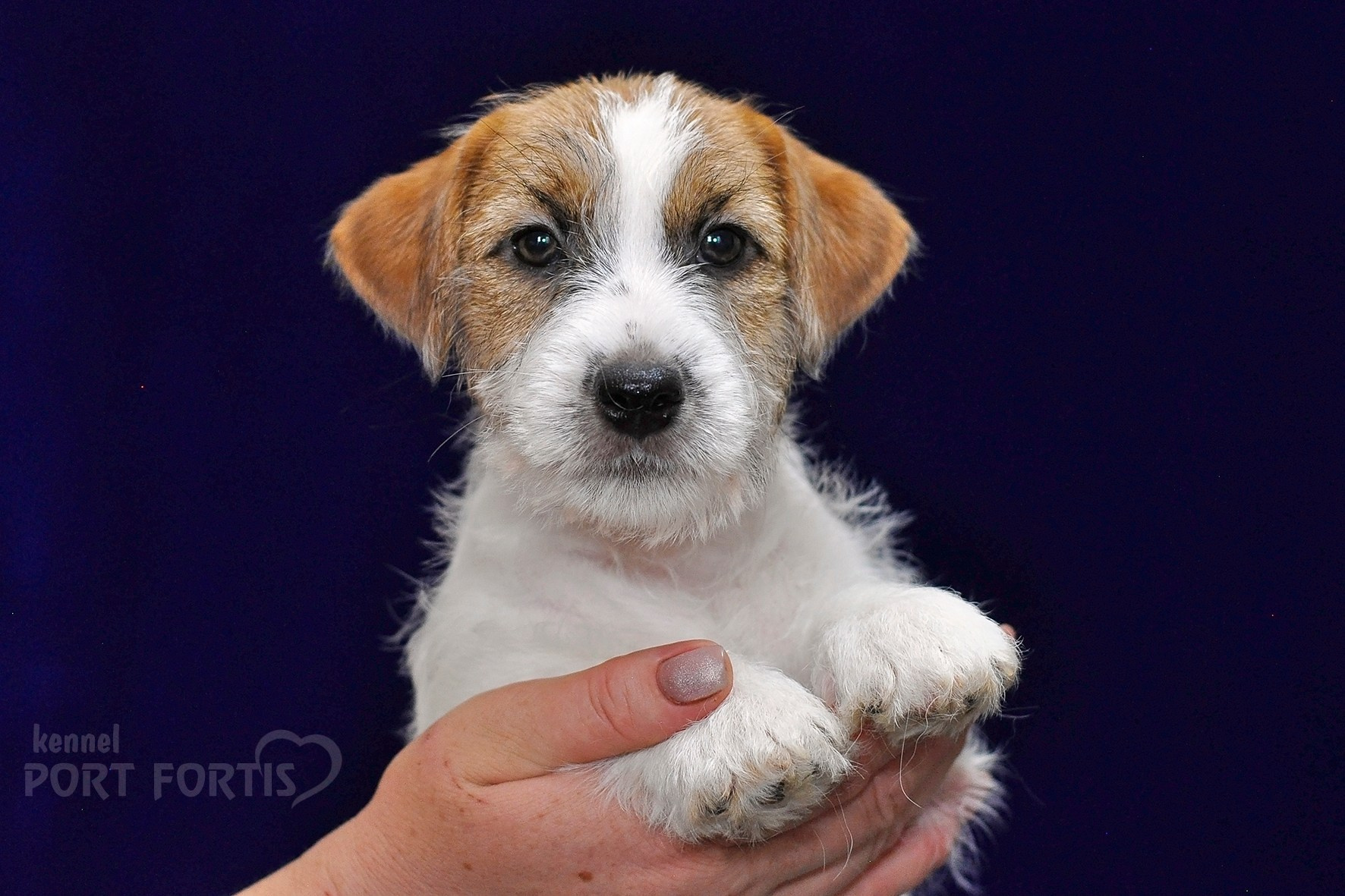 2026 Litter H female 3. Щенки джек рассел терьера, питомник РКФ, питомник джек рассел терьеров, питомник Порт Фортис, kennel PORT FORTIS