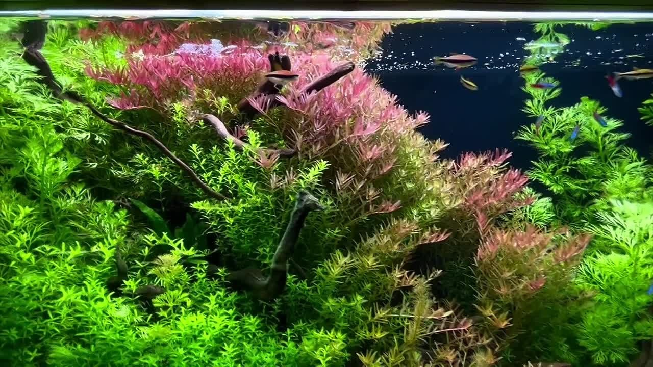 Формы жизни | ADA Галерея Москва. Аквариумист Максим Ерёмин. Aqua Maxim