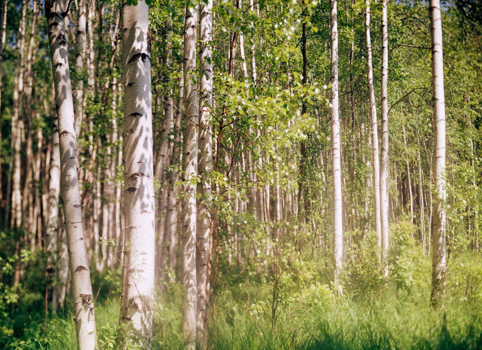Коллекционные альбомы. ВАДИМ ГИППЕНРЕЙТЕР — ВЕЛИКИЙ ФОТОГРАФ ЗЕМЛИ РУССКОЙ