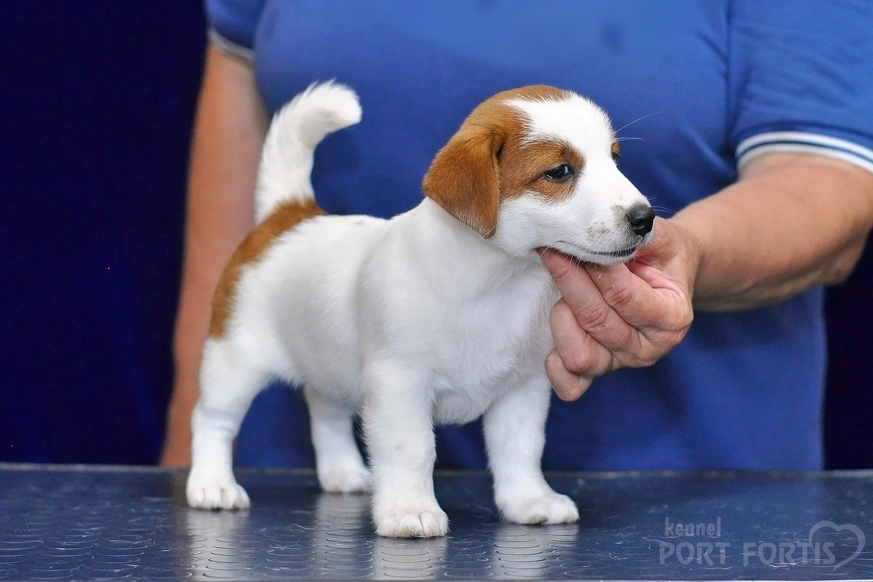 2026 Litter C-K female 2. Щенки джек рассел терьера, питомник РКФ, питомник джек рассел терьеров, питомник Порт Фортис, kennel PORT FORTIS