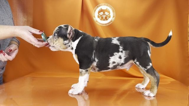 Щеночки от Каспера и Асти. Американский Булли в г. Ростов-на-Дону. Питомник THE POWER OF SIBERIA