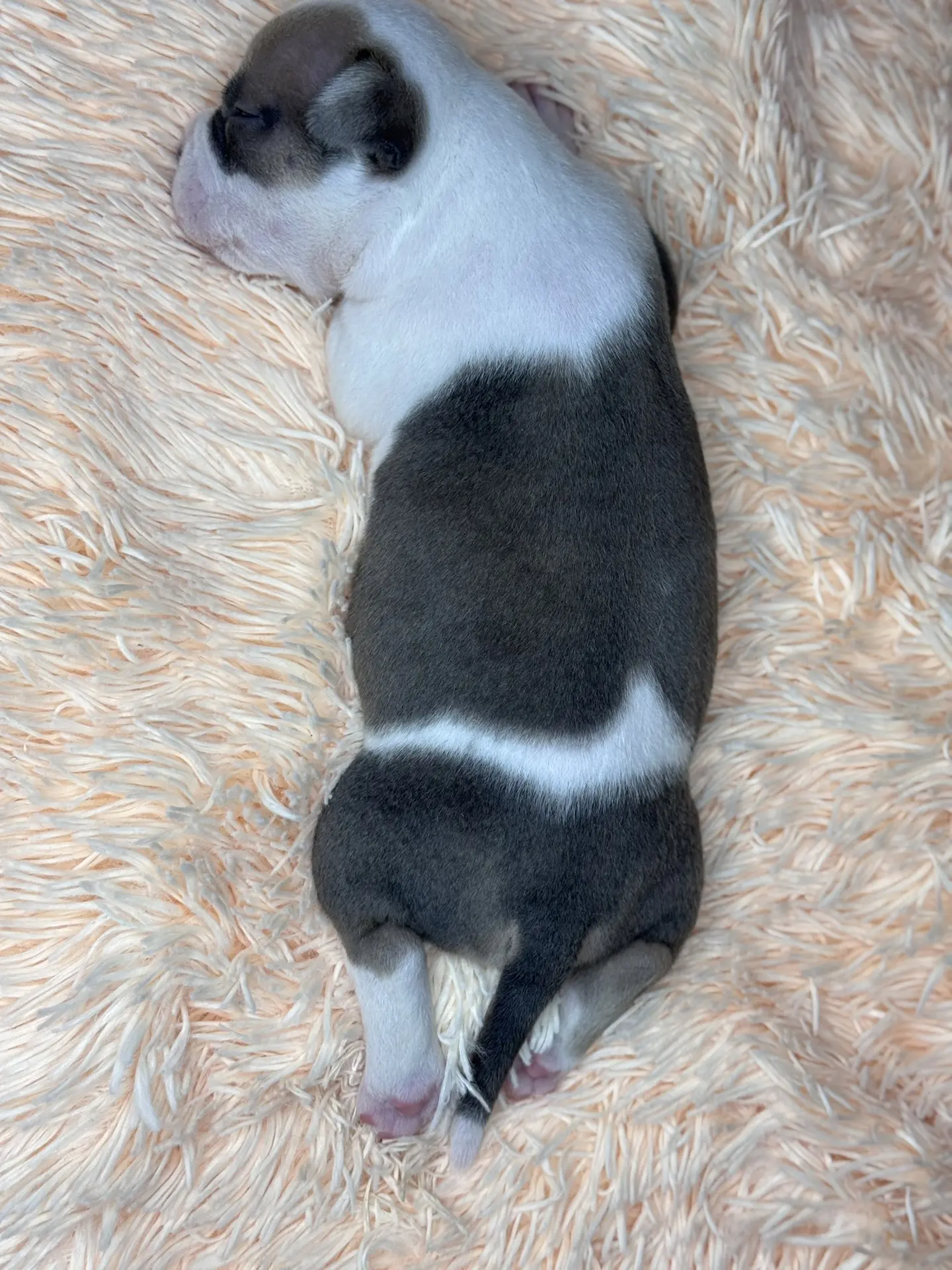 Все свободные щенки. Американский Булли в г. Ростов-на-Дону. Питомник THE POWER OF SIBERIA