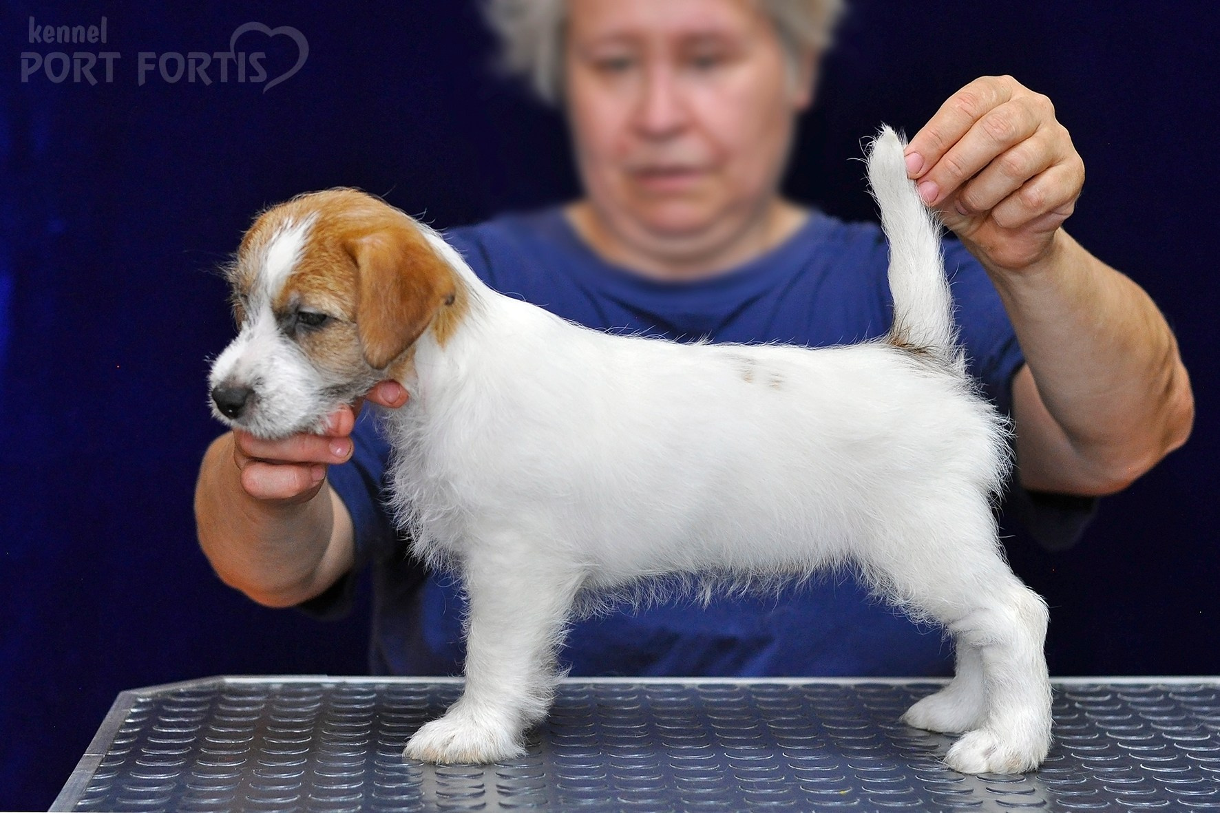 2026 Litter H female 3. Щенки джек рассел терьера, питомник РКФ, питомник джек рассел терьеров, питомник Порт Фортис, kennel PORT FORTIS