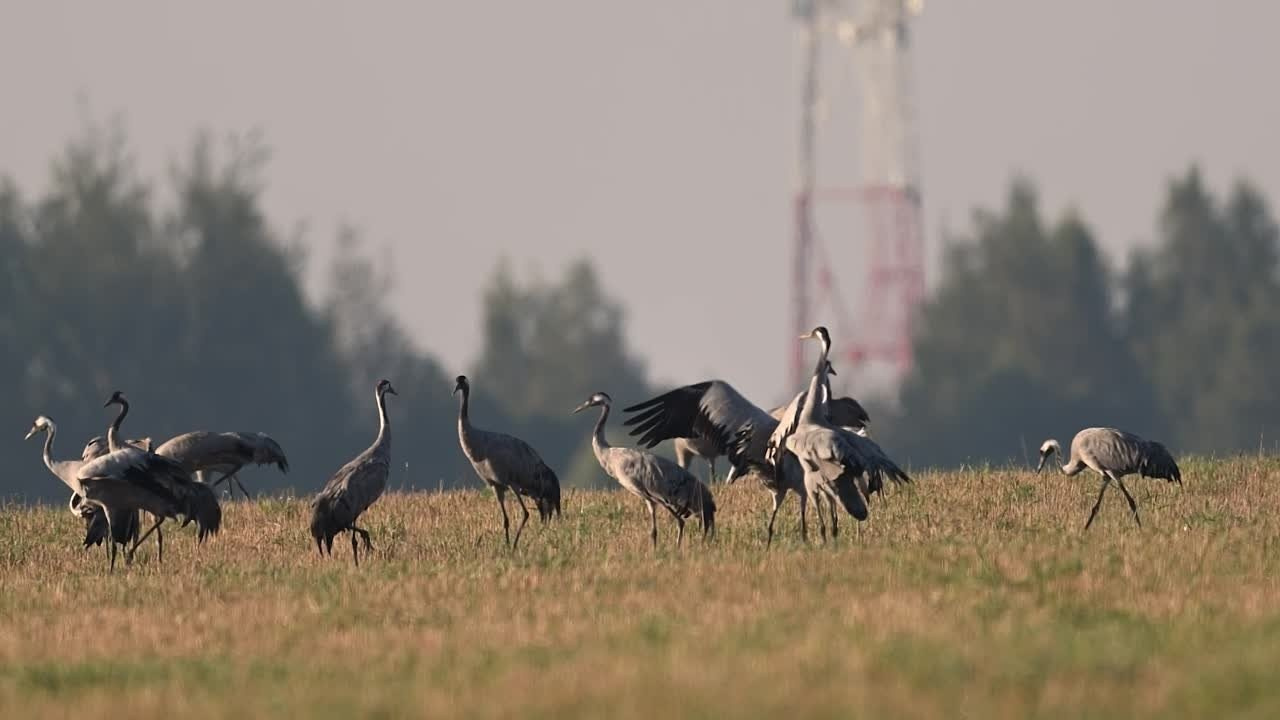 Танцы журавлей. Dances of the Cranes. Фотограф Сергей Пупонин