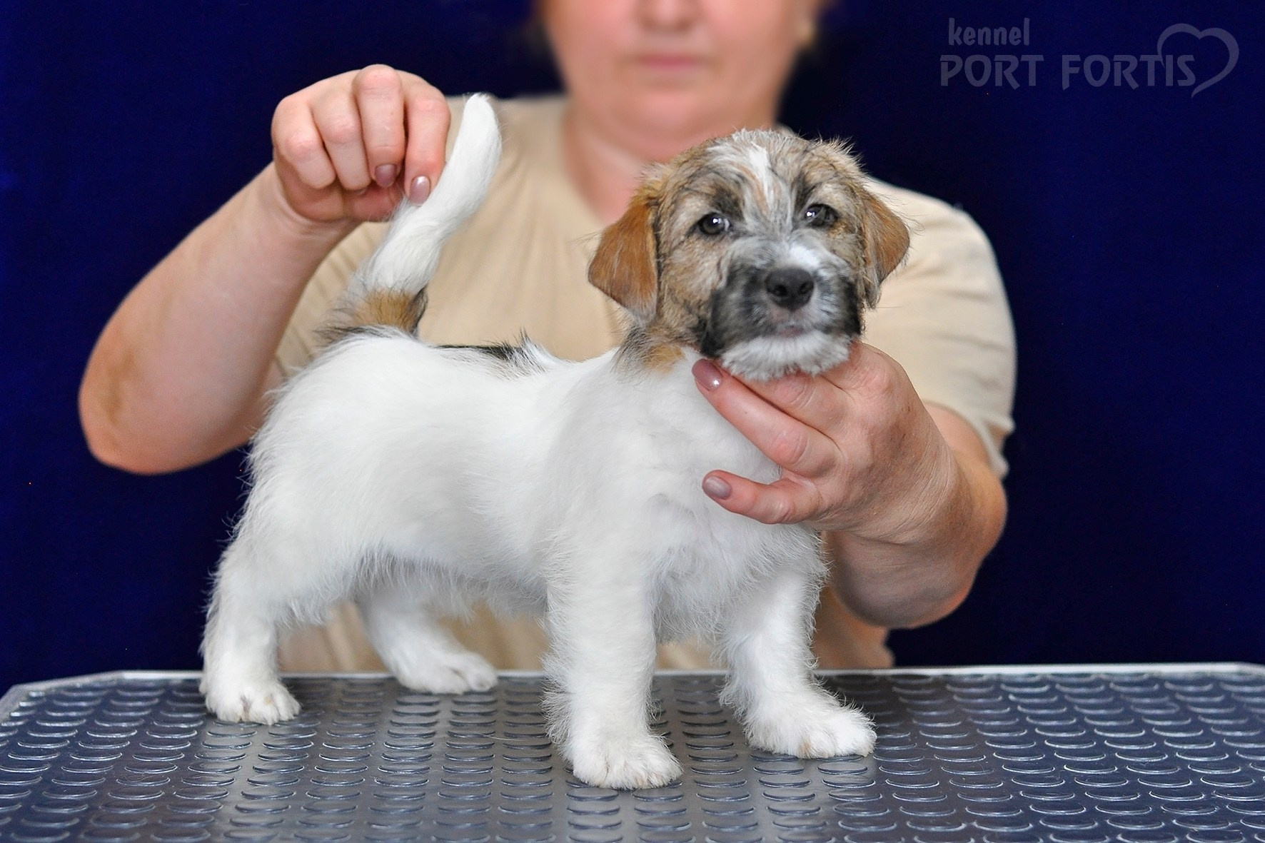 2026 Litter H male 1. Щенки джек рассел терьера, питомник РКФ, питомник джек рассел терьеров, питомник Порт Фортис, kennel PORT FORTIS