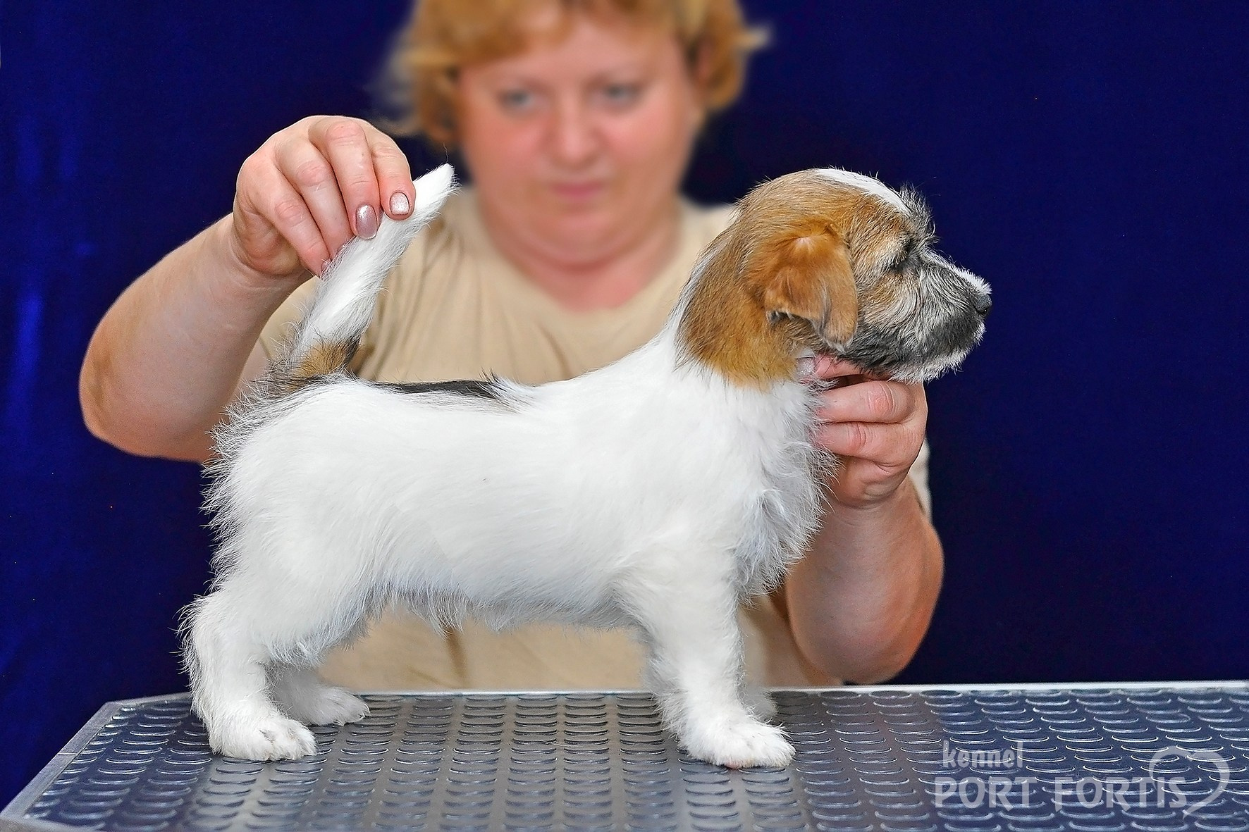 2026 Litter H male 1. Щенки джек рассел терьера, питомник РКФ, питомник джек рассел терьеров, питомник Порт Фортис, kennel PORT FORTIS
