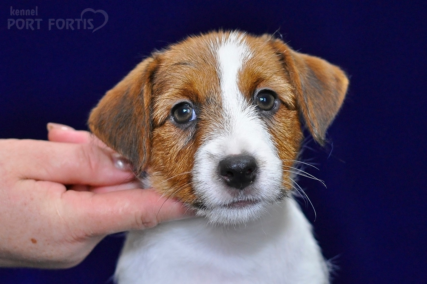 2026 Litter C-K male 1. Щенки джек рассел терьера, питомник РКФ, питомник джек рассел терьеров, питомник Порт Фортис, kennel PORT FORTIS