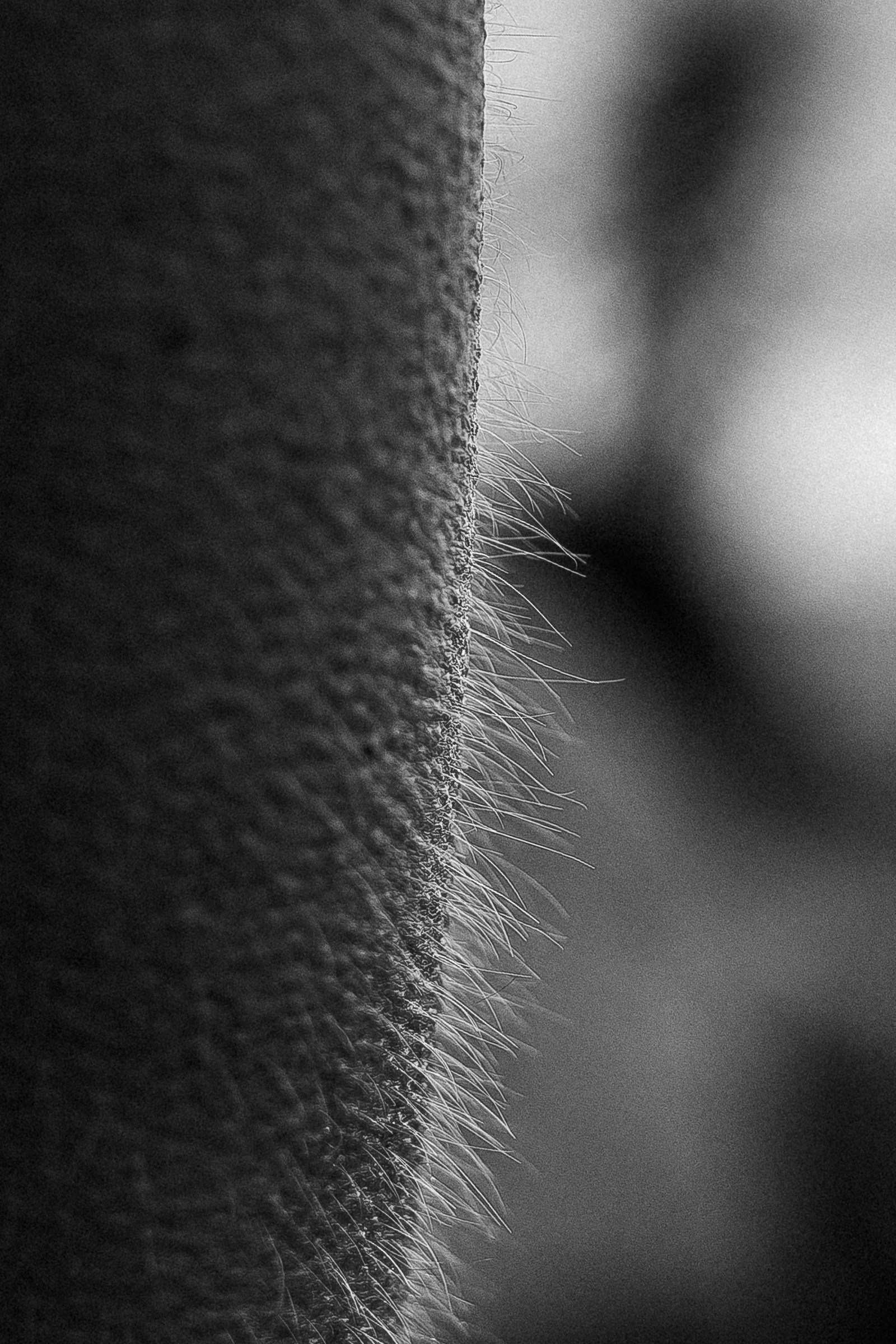 КУПИТЬ ПРИНТЫ. Контент-фотограф в Санкт-Петербурге Александра Бородина