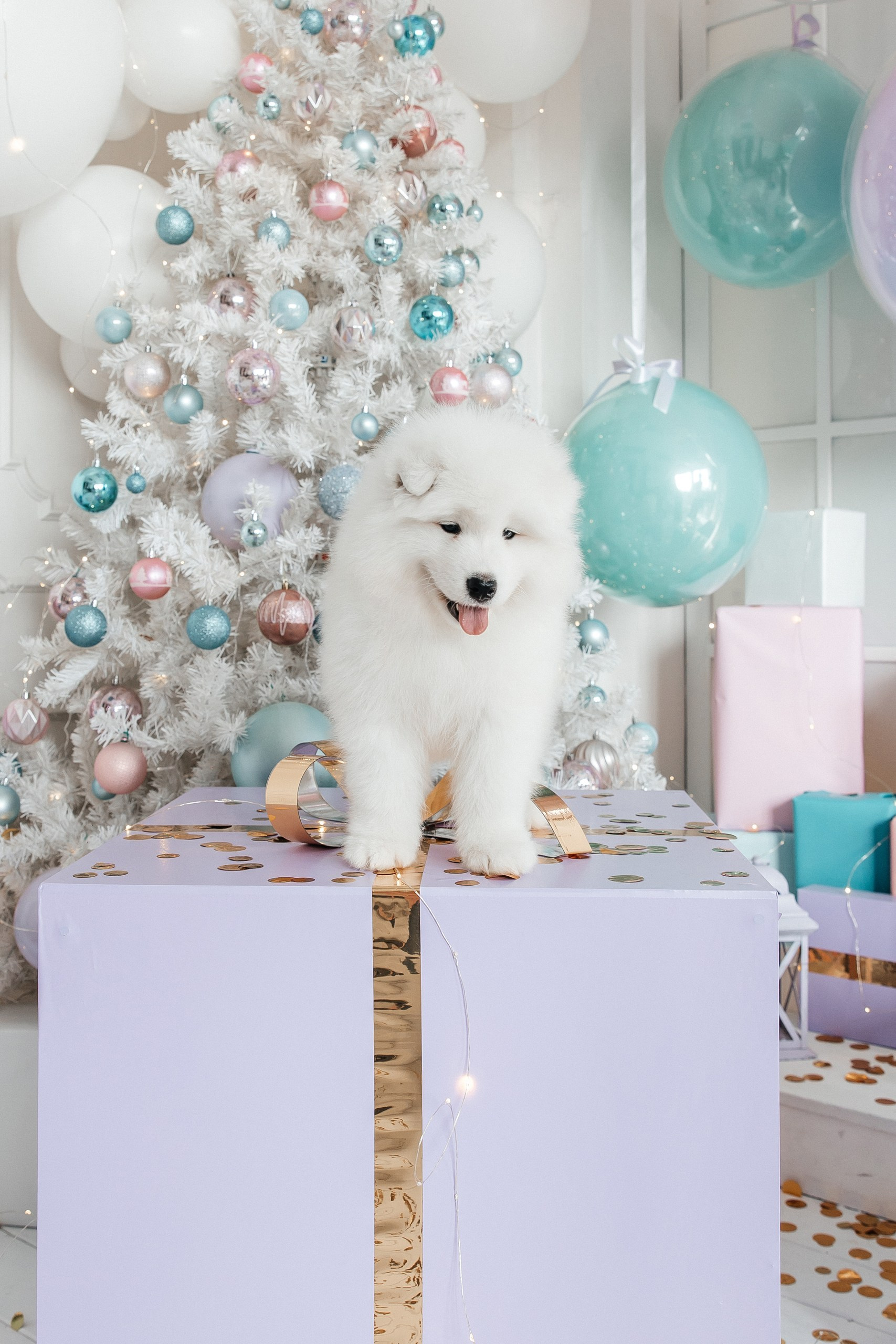 Помет «Г» 02.09.2025. Самоед Новосибирск