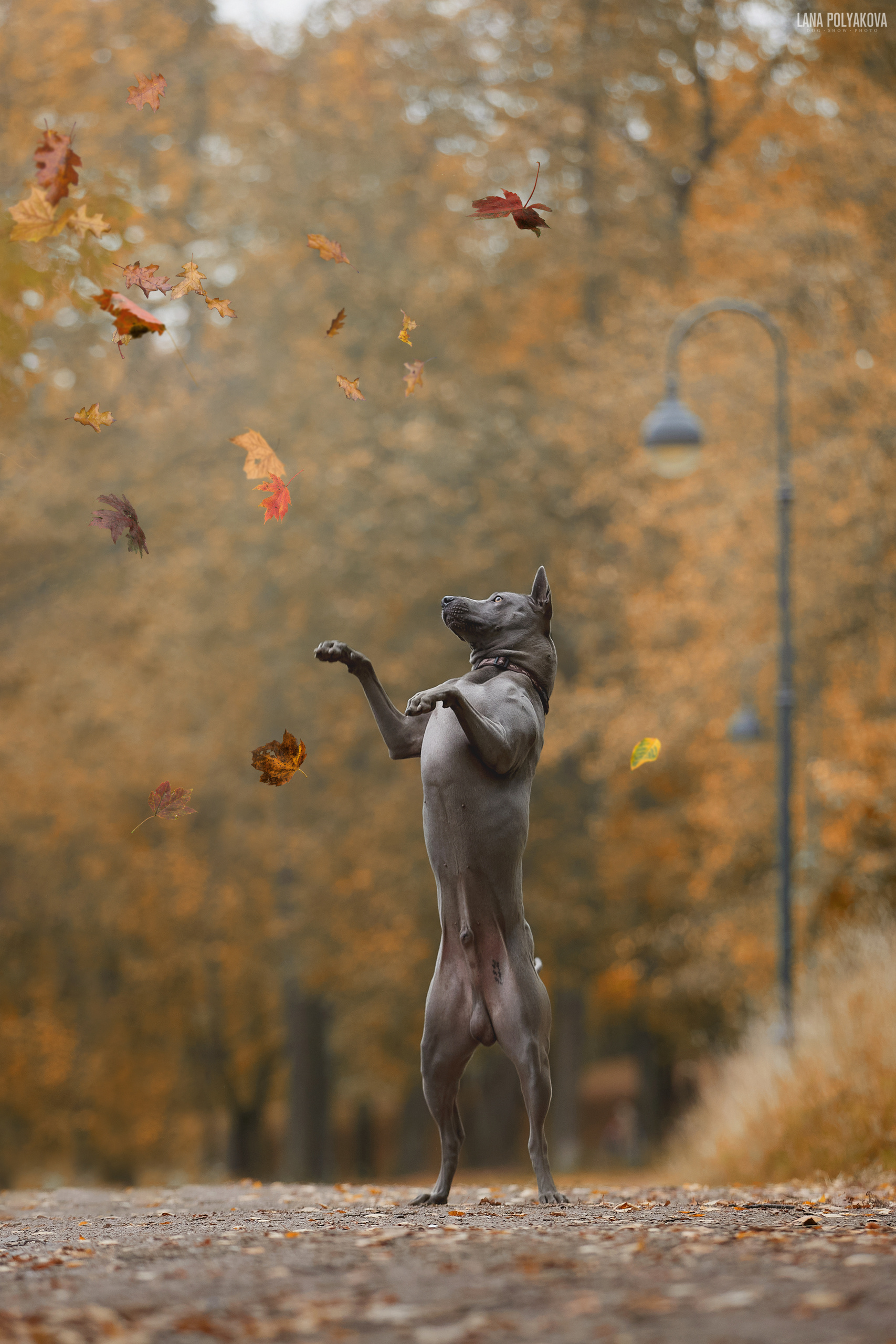 Фотопрогулка для Вихря. ФОТОГРАФ-АНИМАЛИСТ l LANA POLYAKOVA
