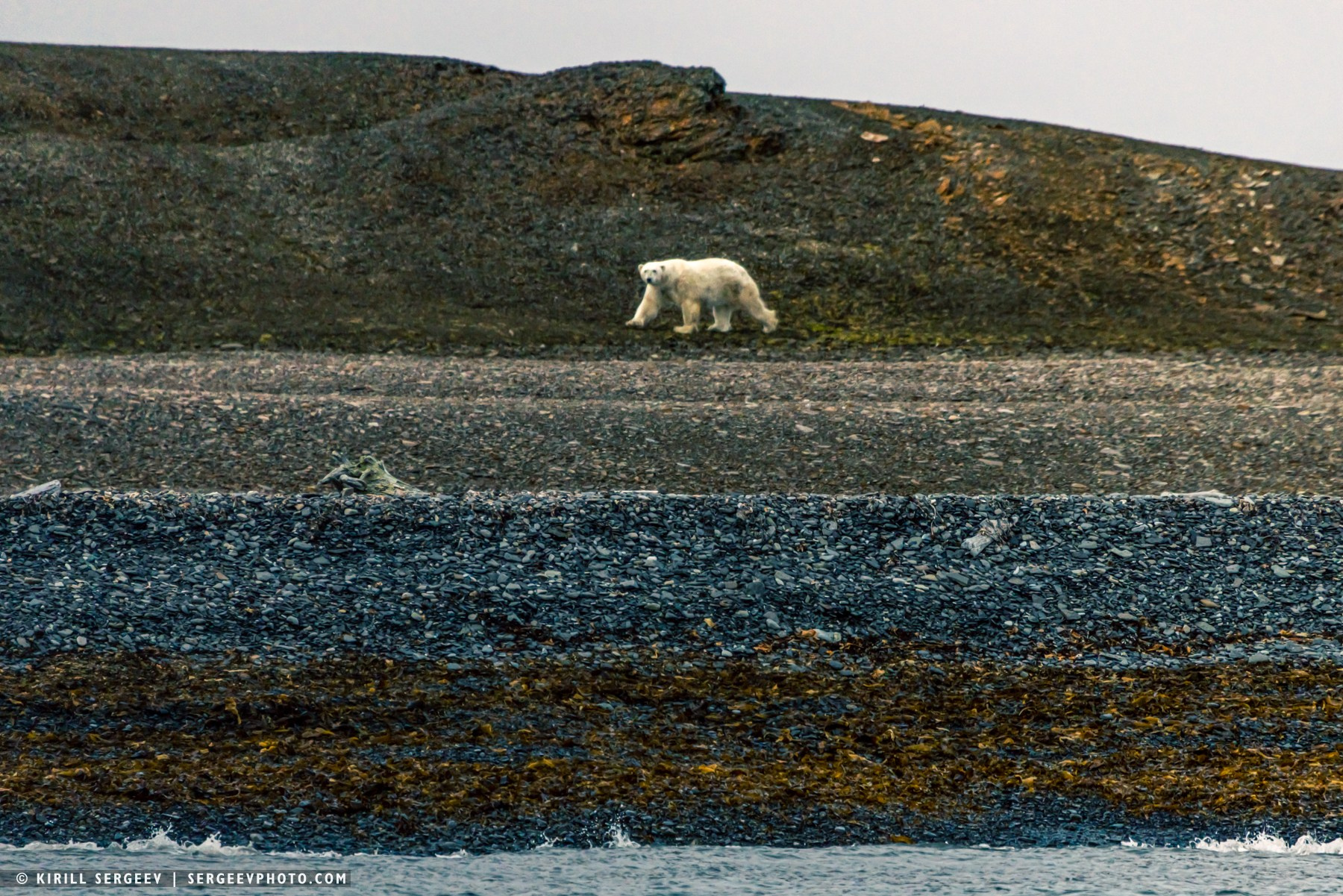 北極奧德賽. 攝影師 基里爾·謝爾蓋耶夫 |莫斯科
