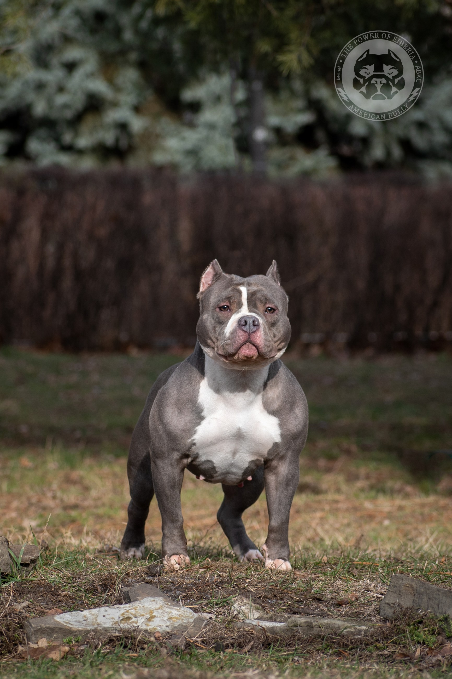 купить щенка в официальном питомнике Американских булли в Калининграде