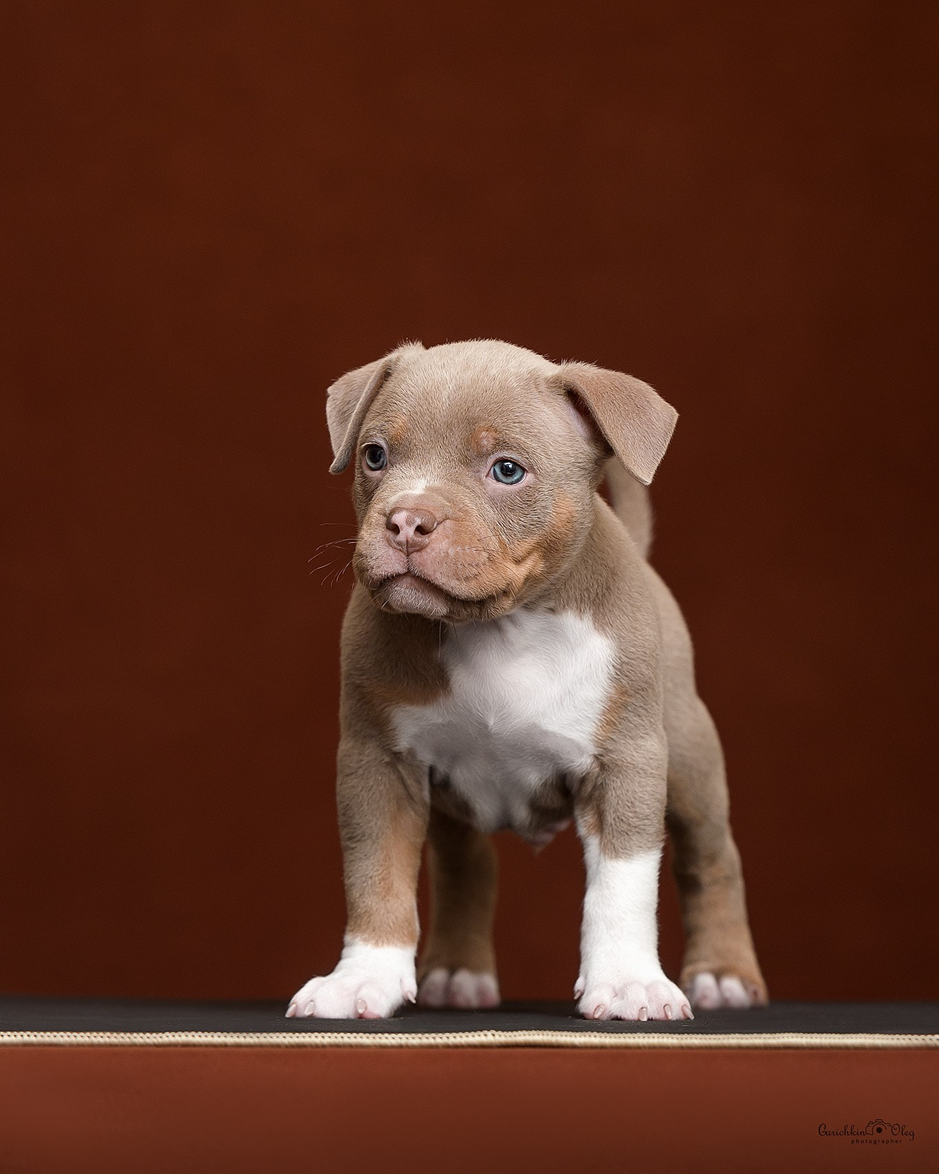 купить щенка в официальном питомнике Американских булли в Нижнем Новгороде