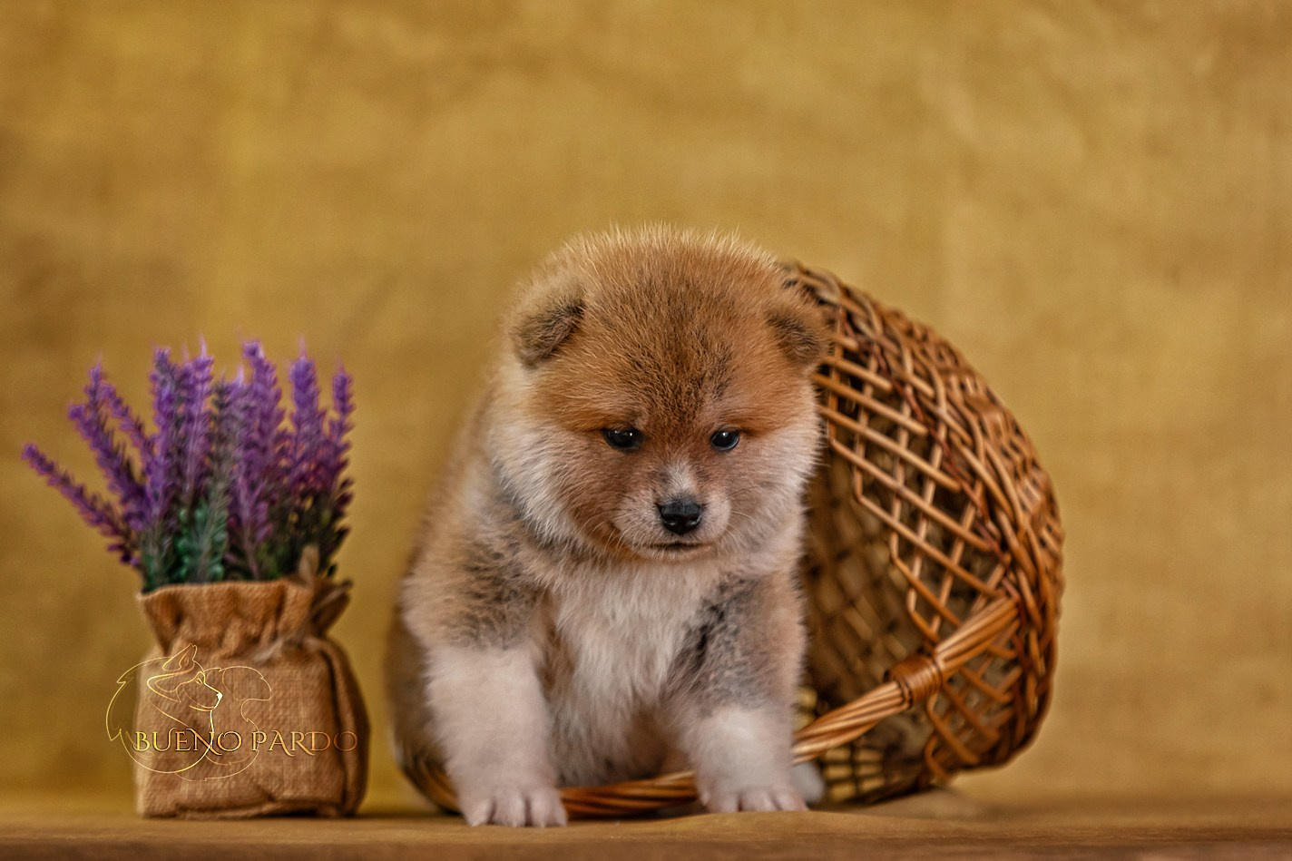 Щенки японской акита ину из питомника. Питомник собак Акита, Хаски, Корги