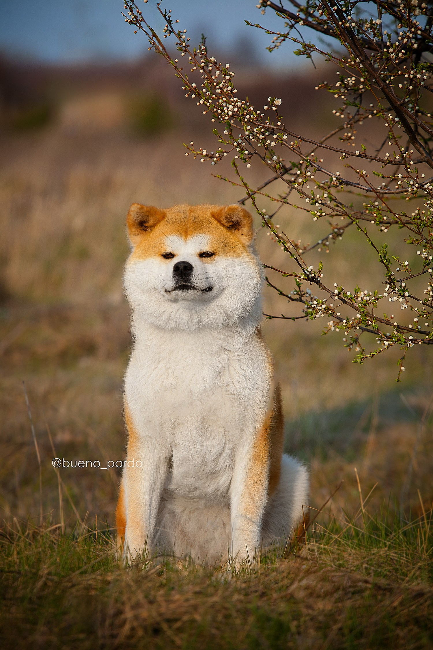 Щенки японской акита ину из питомника. Питомник собак Акита, Хаски, Корги