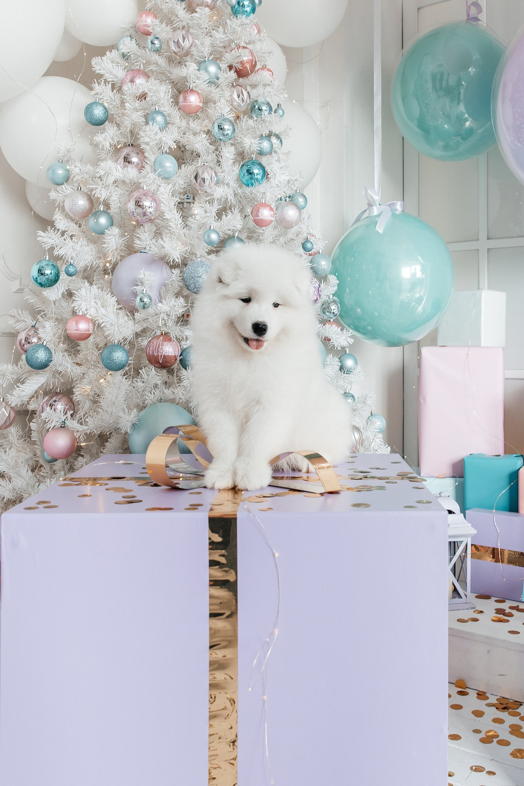 Помет «Г» 02.09.2025. Самоед Новосибирск