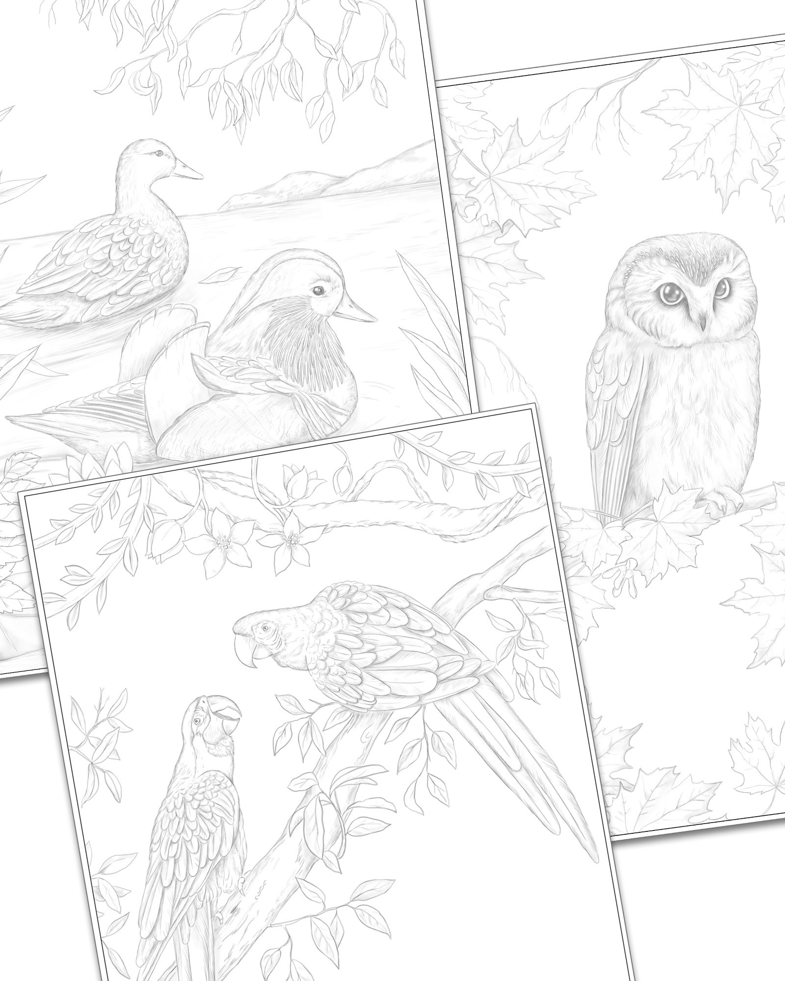 Авторская раскраска от художника Птицы. Раскраски Алёны Лазаревой