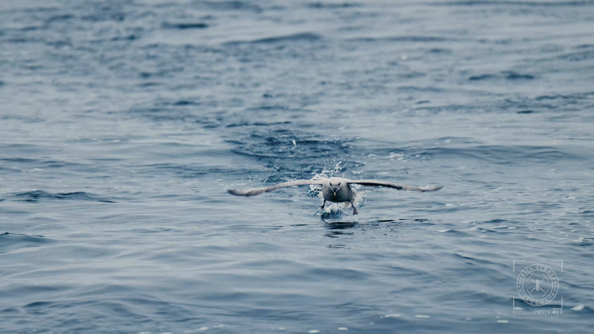 ARCTIC FILM. Photographer Kirill Sergeev | Moscow