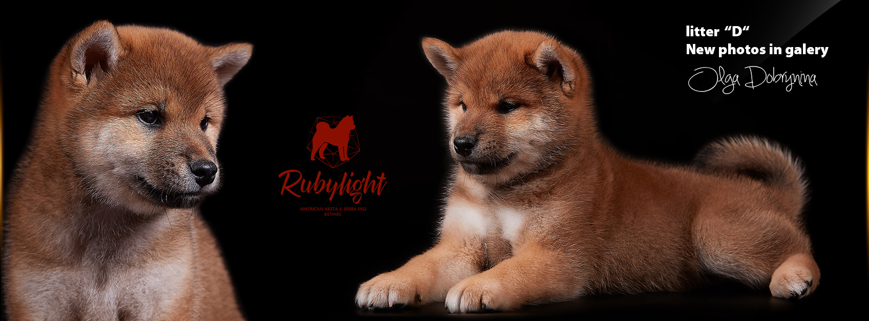 Американская акита питомник RUBYLIGHT Сиба, шиба-ину щенки купить питомники Санкт-Петербург Рубилайт