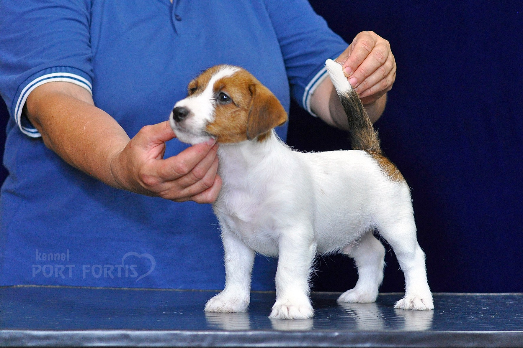 2026 Litter C-K male 1. Щенки джек рассел терьера, питомник РКФ, питомник джек рассел терьеров, питомник Порт Фортис, kennel PORT FORTIS