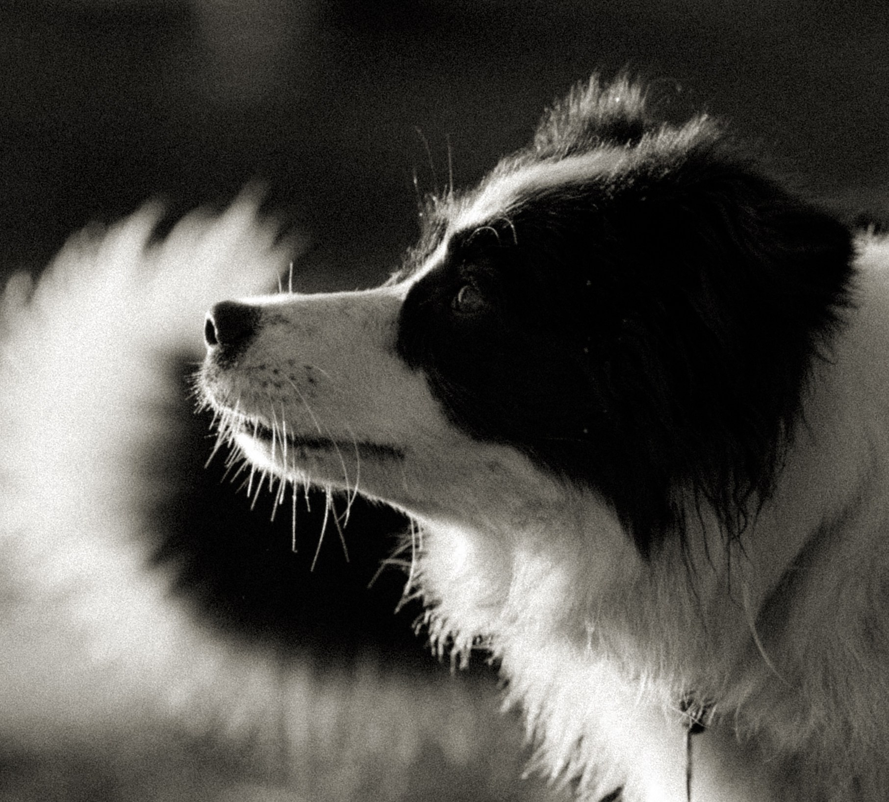Съемка животных в Петрозаводске. Фотограф Варвара Ермоленко