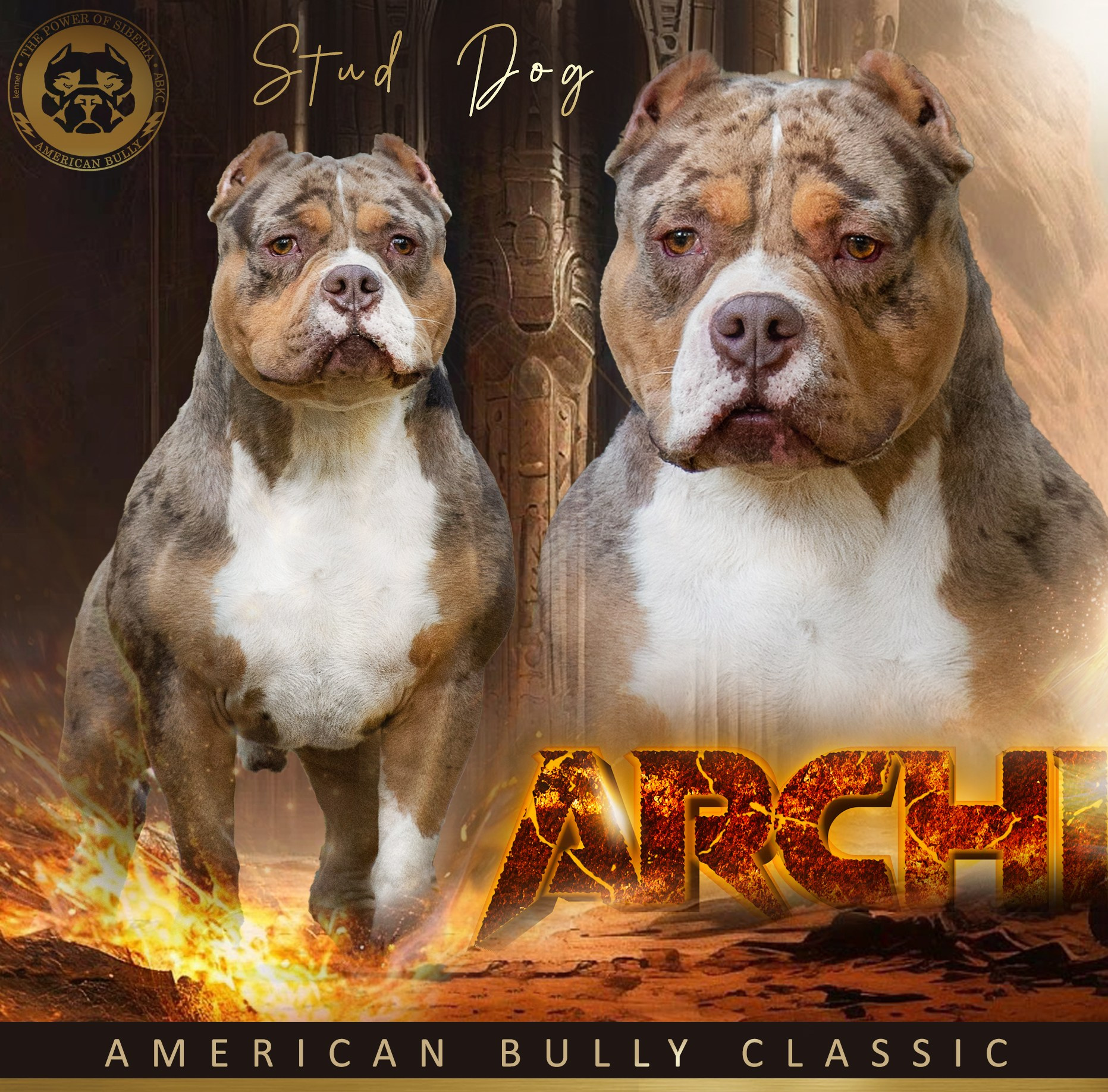 Американский Булли в г. Ростов-на-Дону. Питомник THE POWER OF SIBERIA