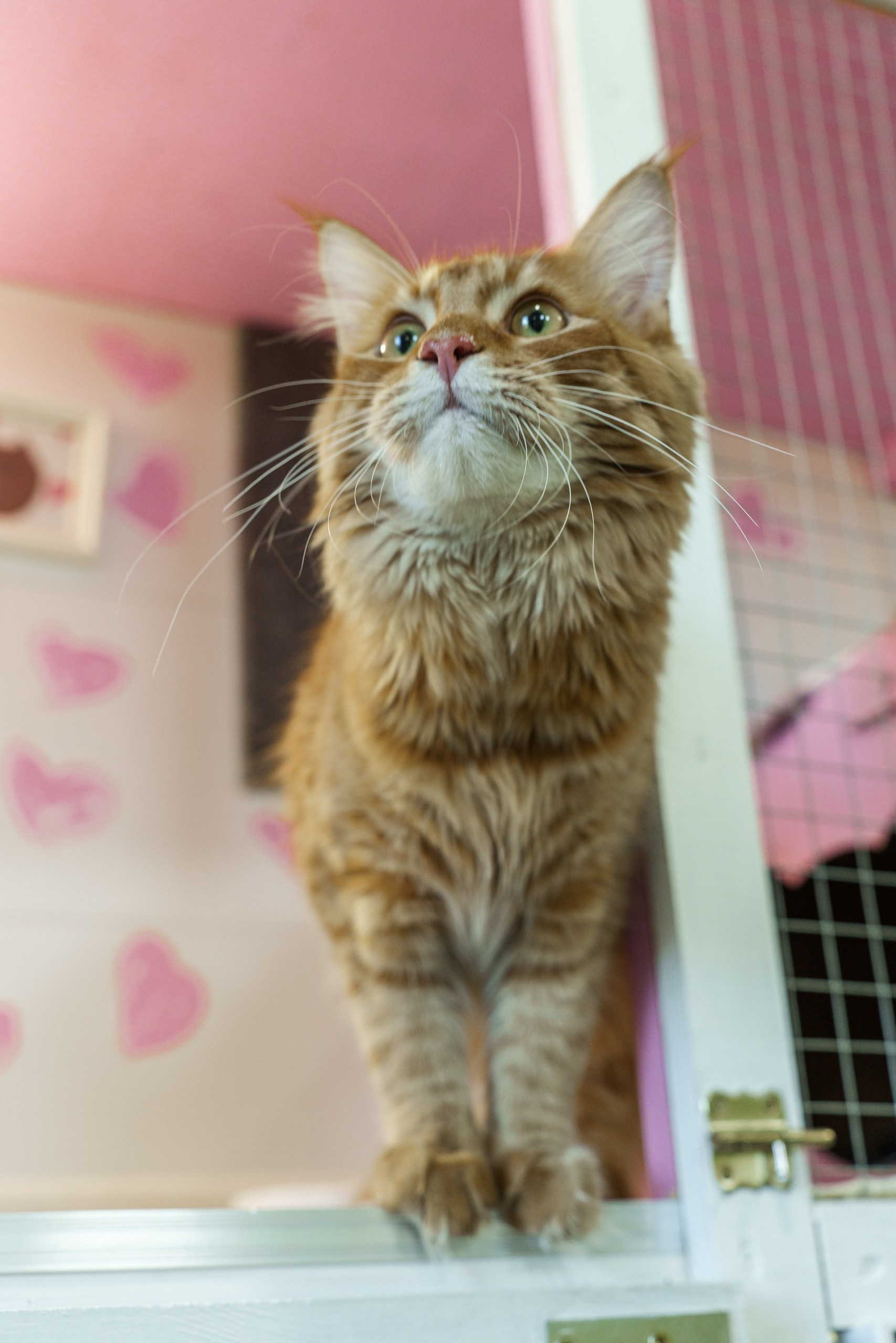 Гостиница для кошек Усики и хвостики, Красноярск