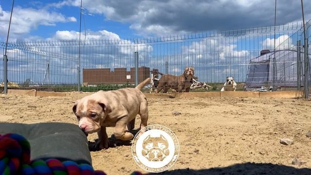 Помет Арчи и Нора. 18.03.25. Американский Булли в г. Ростов-на-Дону. Питомник THE POWER OF SIBERIA