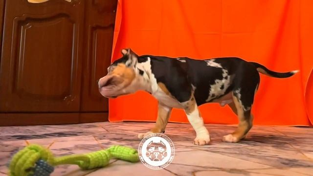 Щеночки от Каспера и Асти. Американский Булли в г. Ростов-на-Дону. Питомник THE POWER OF SIBERIA