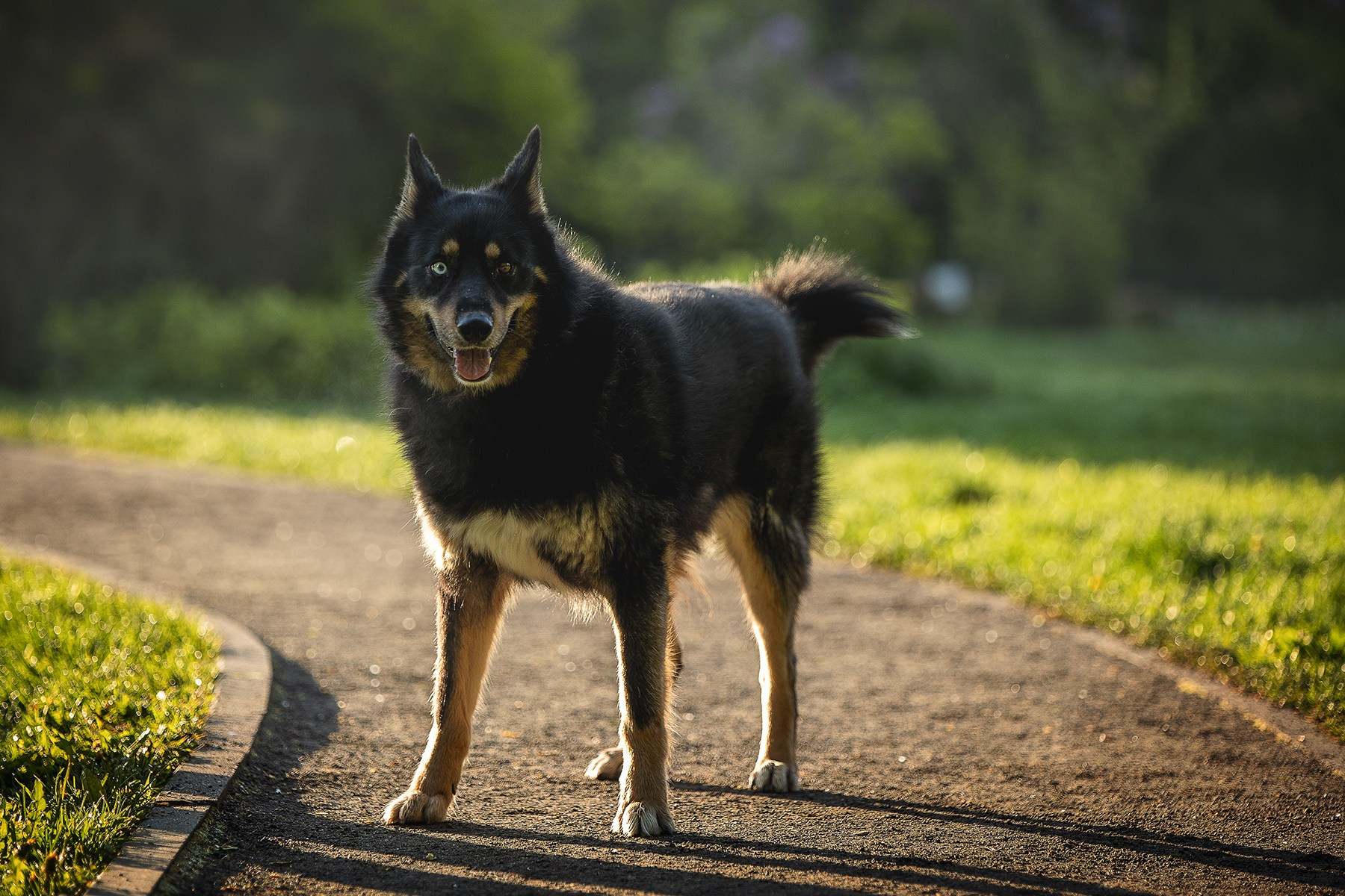 ИЩУТ ДОМ. Фотограф-анималист в Москве и Подмосковье