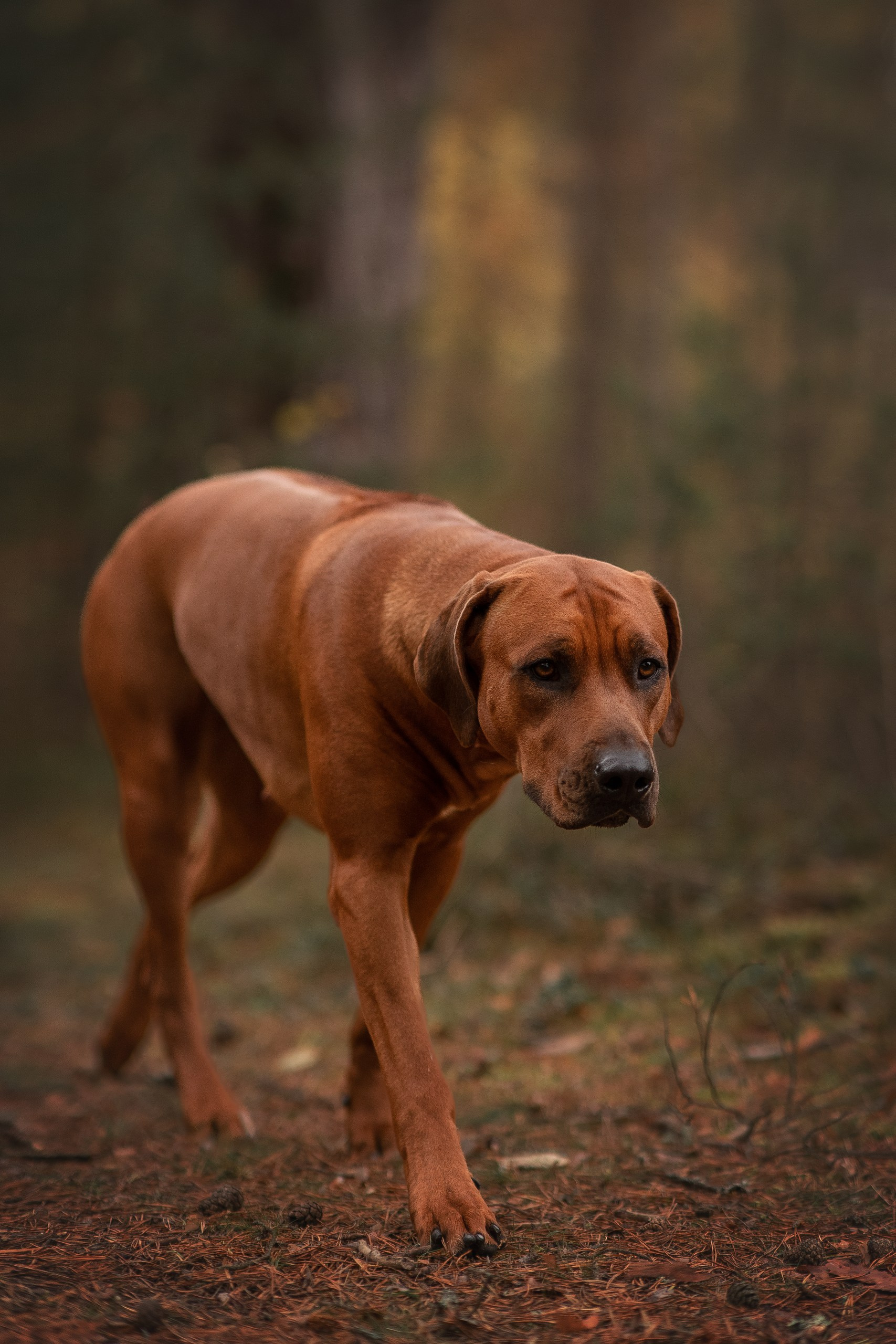 Нала. Родезийские Риджбеки в Санкт-Петербурге