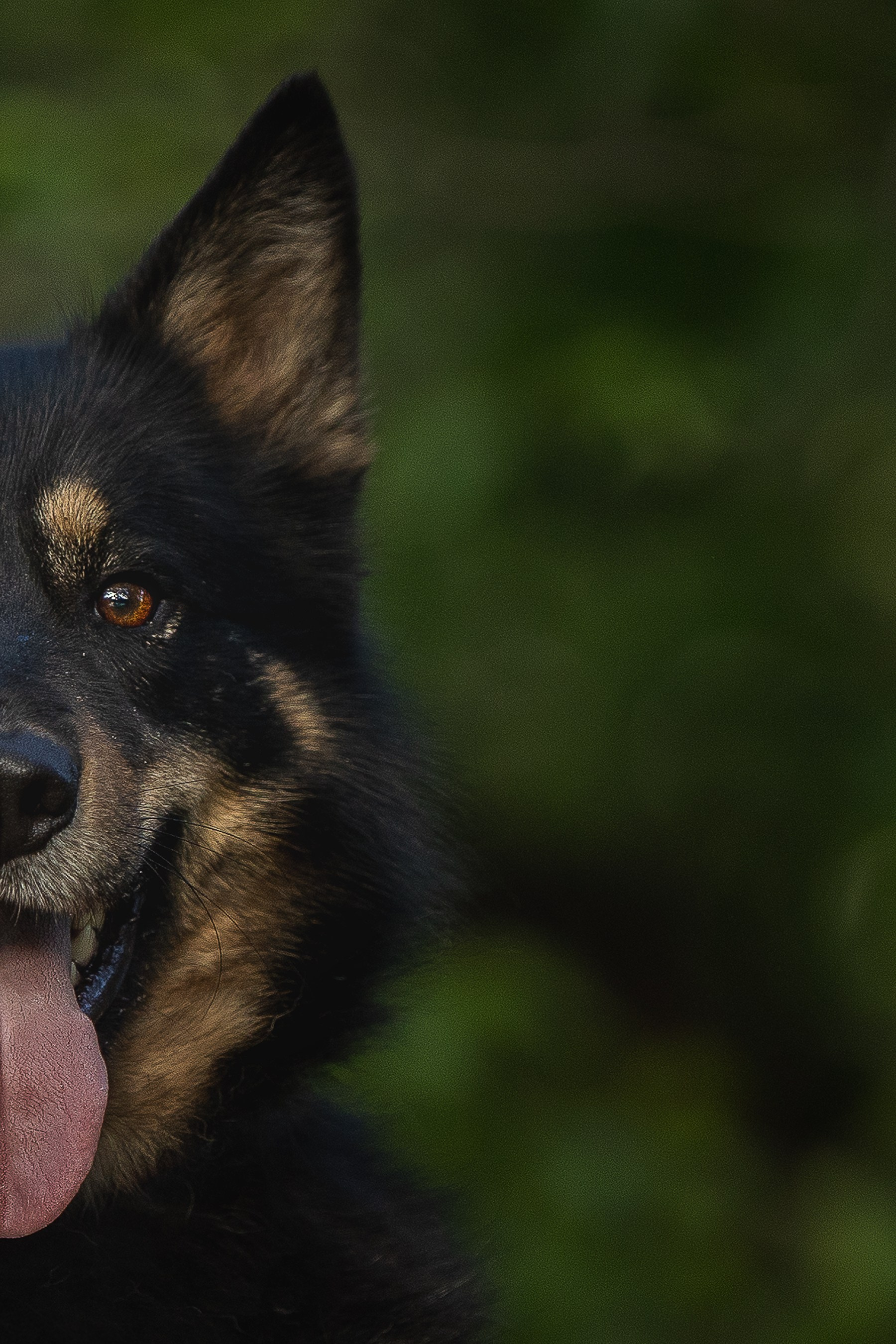 ИЩУТ ДОМ. Фотограф-анималист в Москве и Подмосковье