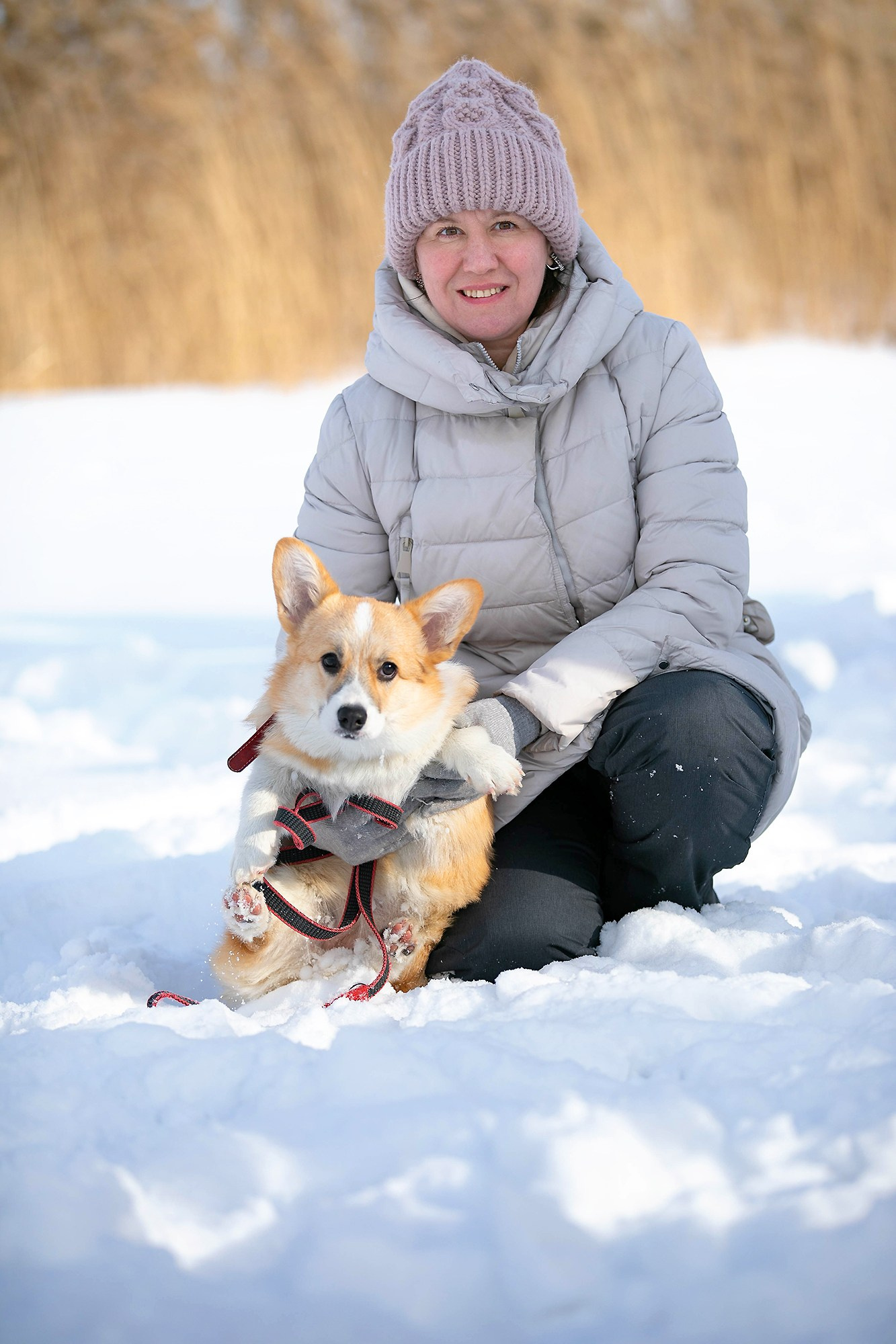 Корги-туса. Фотограф-анималист в Омске Екатерина Маричева