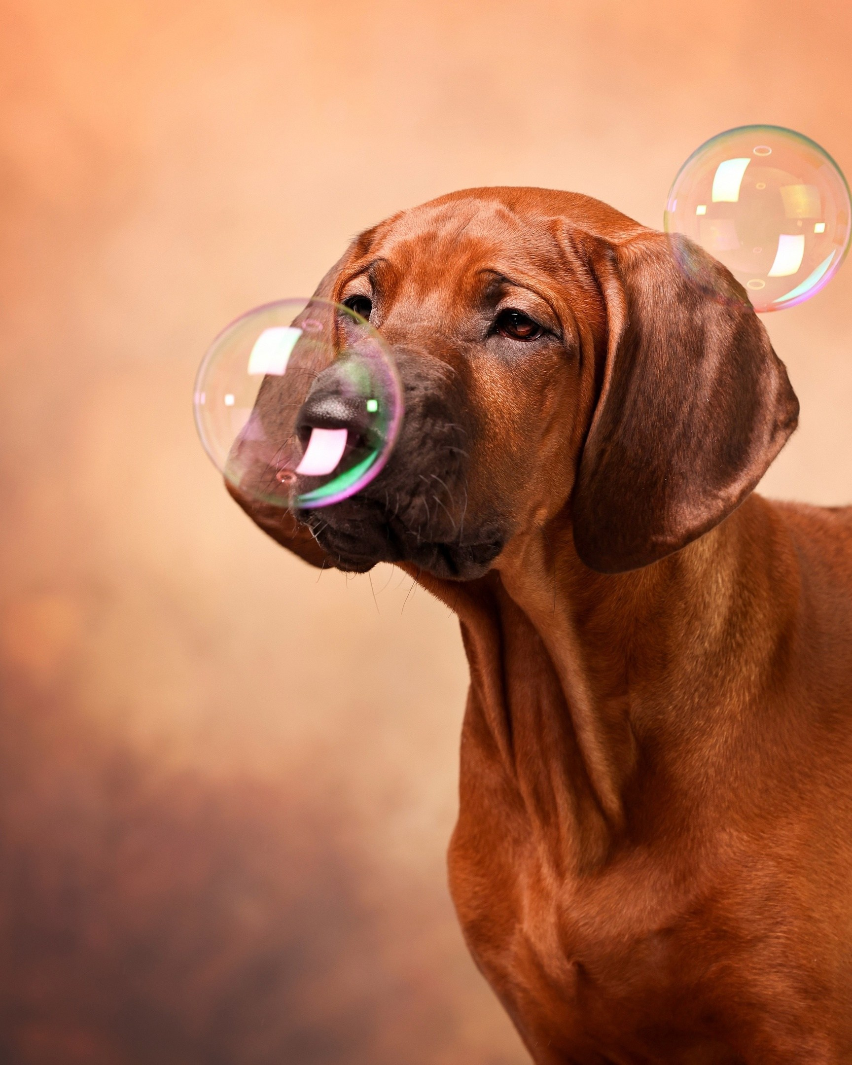 BILBERRY BISCUITS Iz Doma Narayzi. Родезийские Риджбеки в Санкт-Петербурге