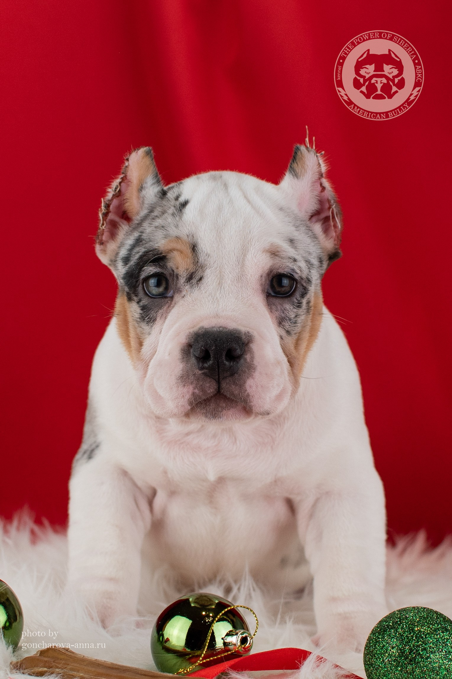 кобель на вязку American Bully в Нижнем Новгороде