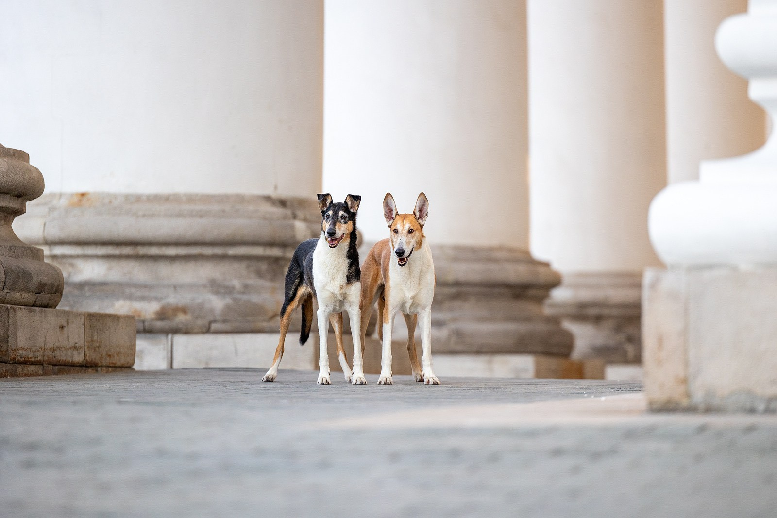 Винтик и Вита в городе. Фотограф-анималист Natalia Deingel | Фотосъемка собак в Москве