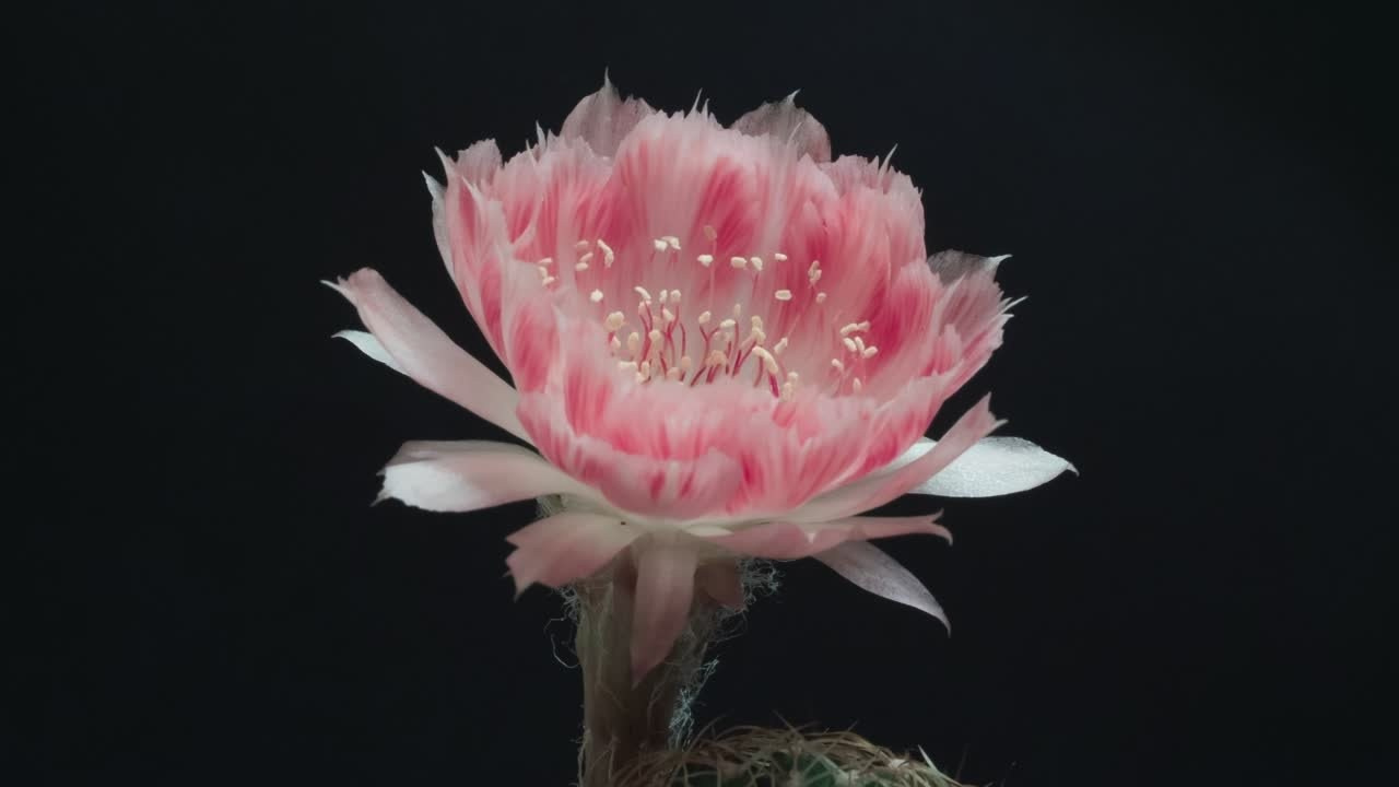 Свадебная съемка. Видеограф и фотограф в Екатеринбурге Крисковец Дмитрий