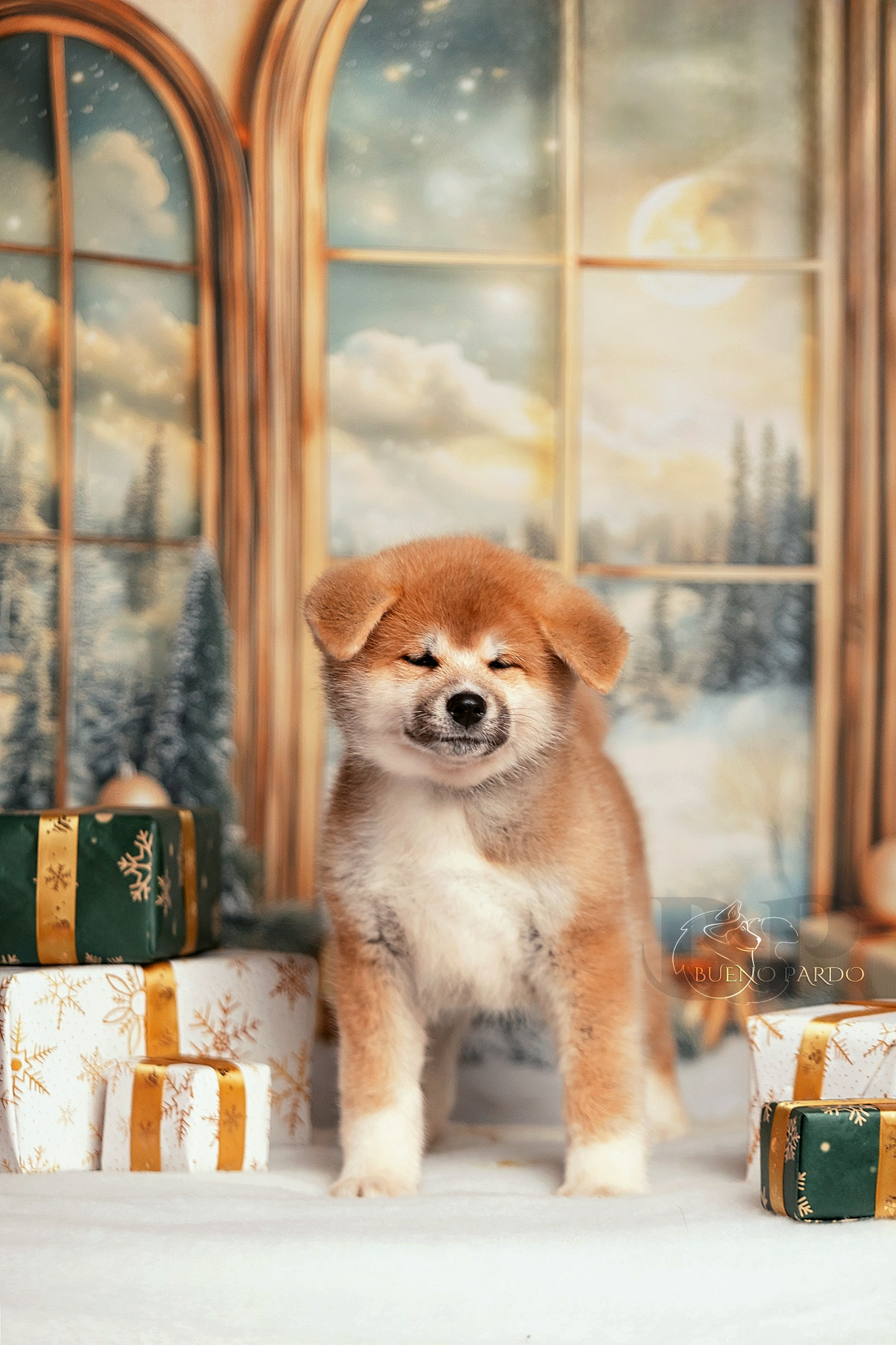 Щенки японской акита ину из питомника. Питомник собак Акита, Хаски, Корги