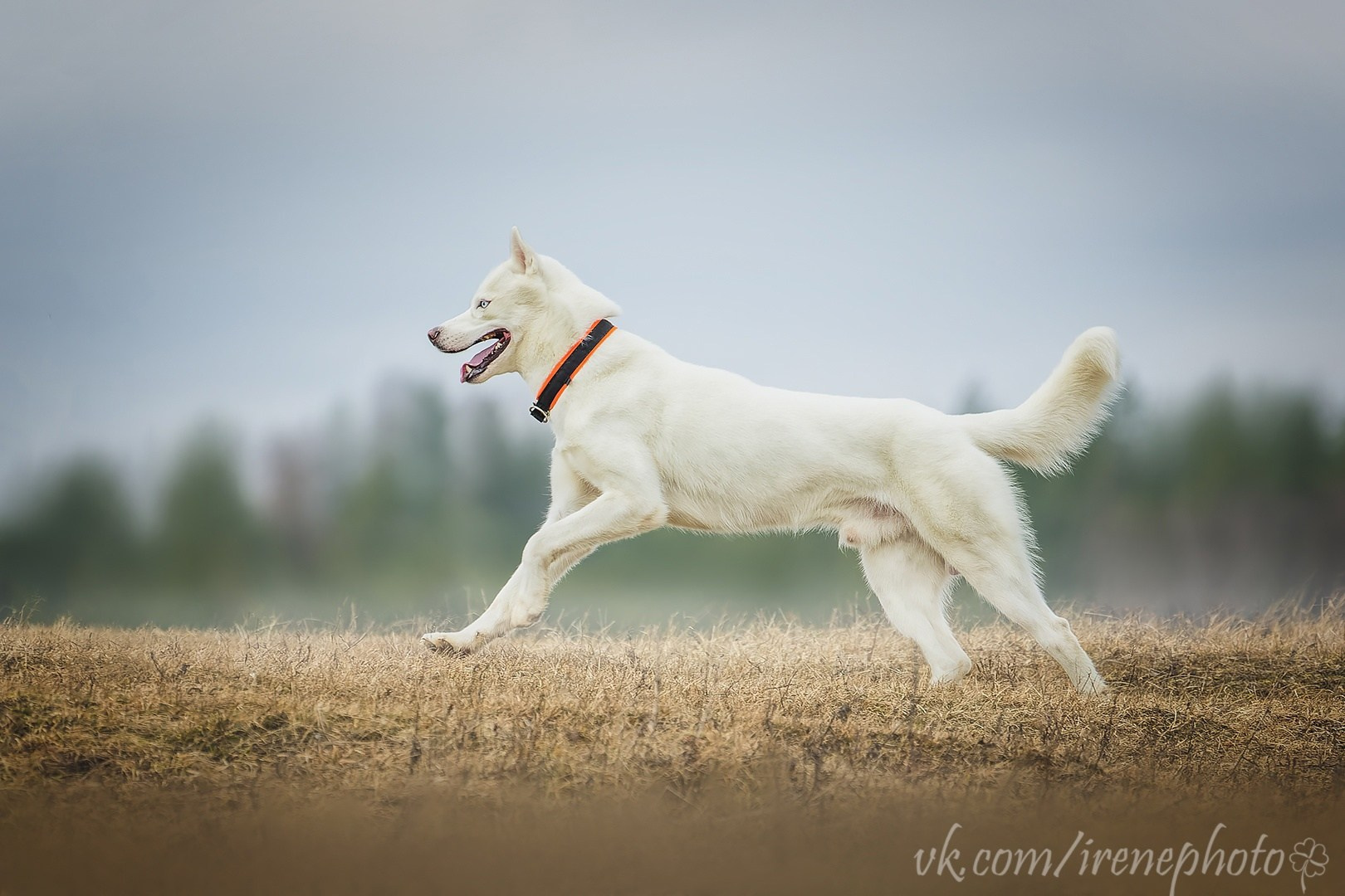 Irenephoto.ru