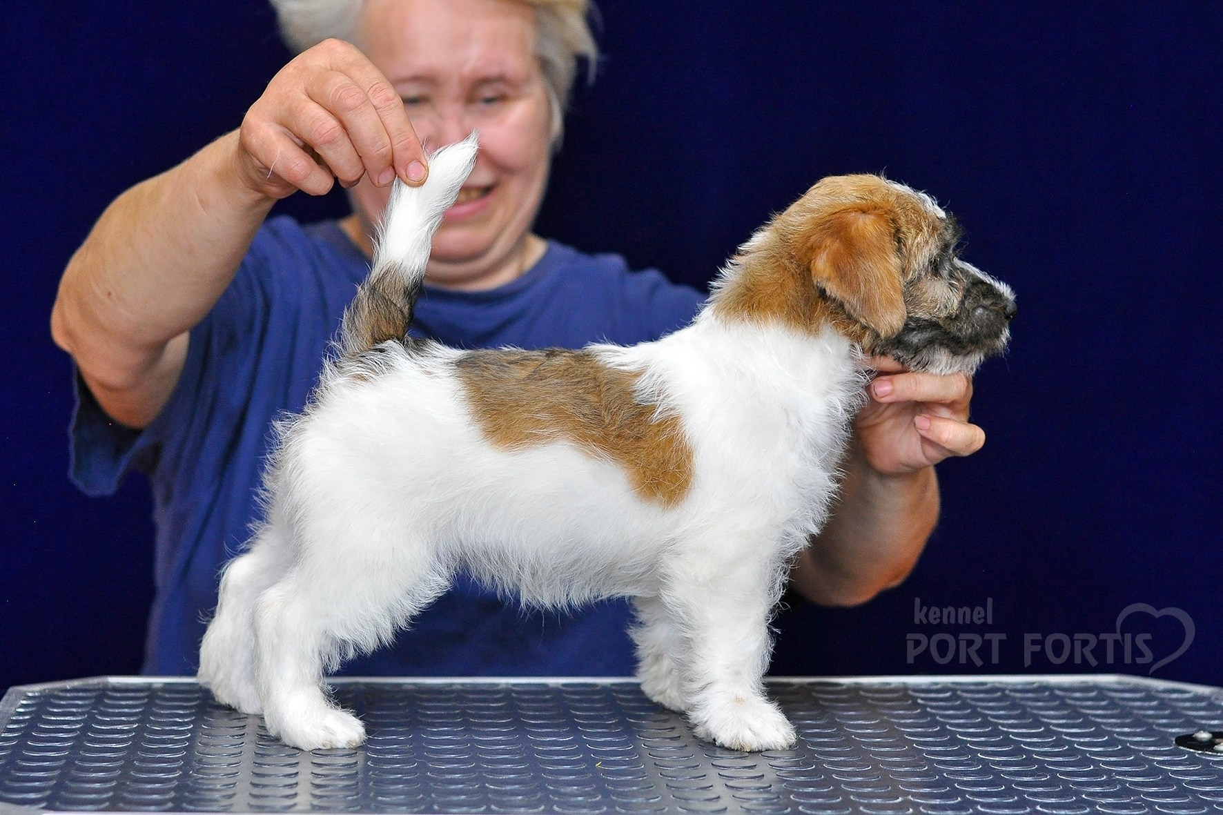 2026 Litter H female 1. Щенки джек рассел терьера, питомник РКФ, питомник джек рассел терьеров, питомник Порт Фортис, kennel PORT FORTIS