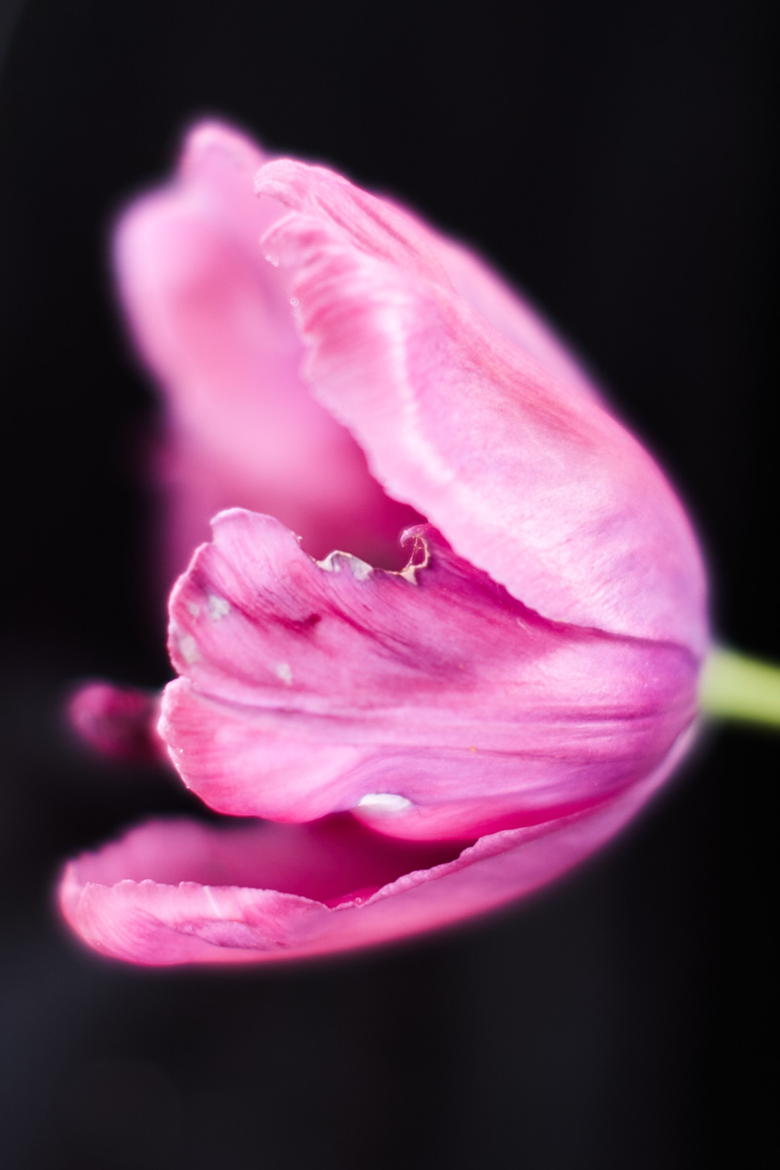 HEYDAY. Daria Blinova