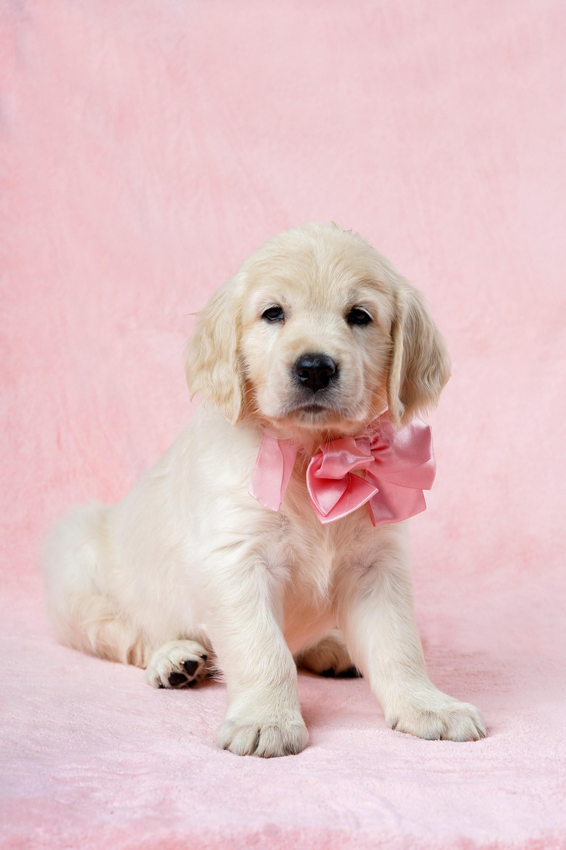 СЪЕМКА СОБАК. Спортивный фотограф Нижний Новгород