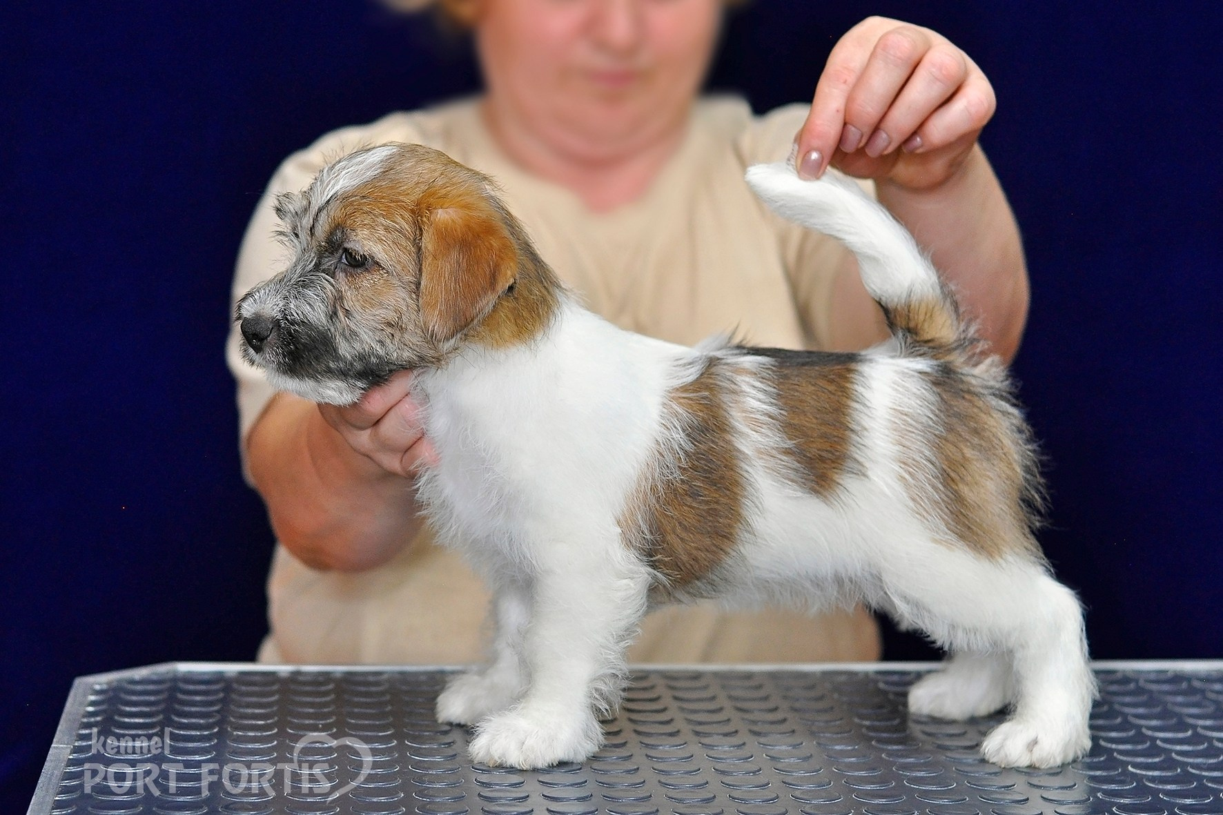2026 Litter H male 1. Щенки джек рассел терьера, питомник РКФ, питомник джек рассел терьеров, питомник Порт Фортис, kennel PORT FORTIS